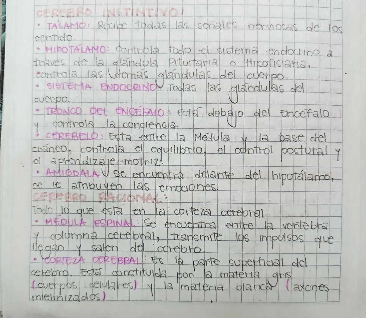 CEREBER INSTINTIVO:
6
TALAMO: Recibe todas las señales nerviosas de los
sentido.
6.
• HIPOTALAMO: controla todo el sistema endocting a
trave