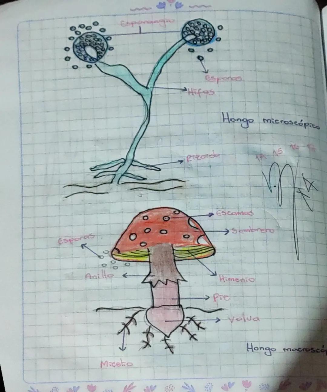 Partes de un hongo 🍄