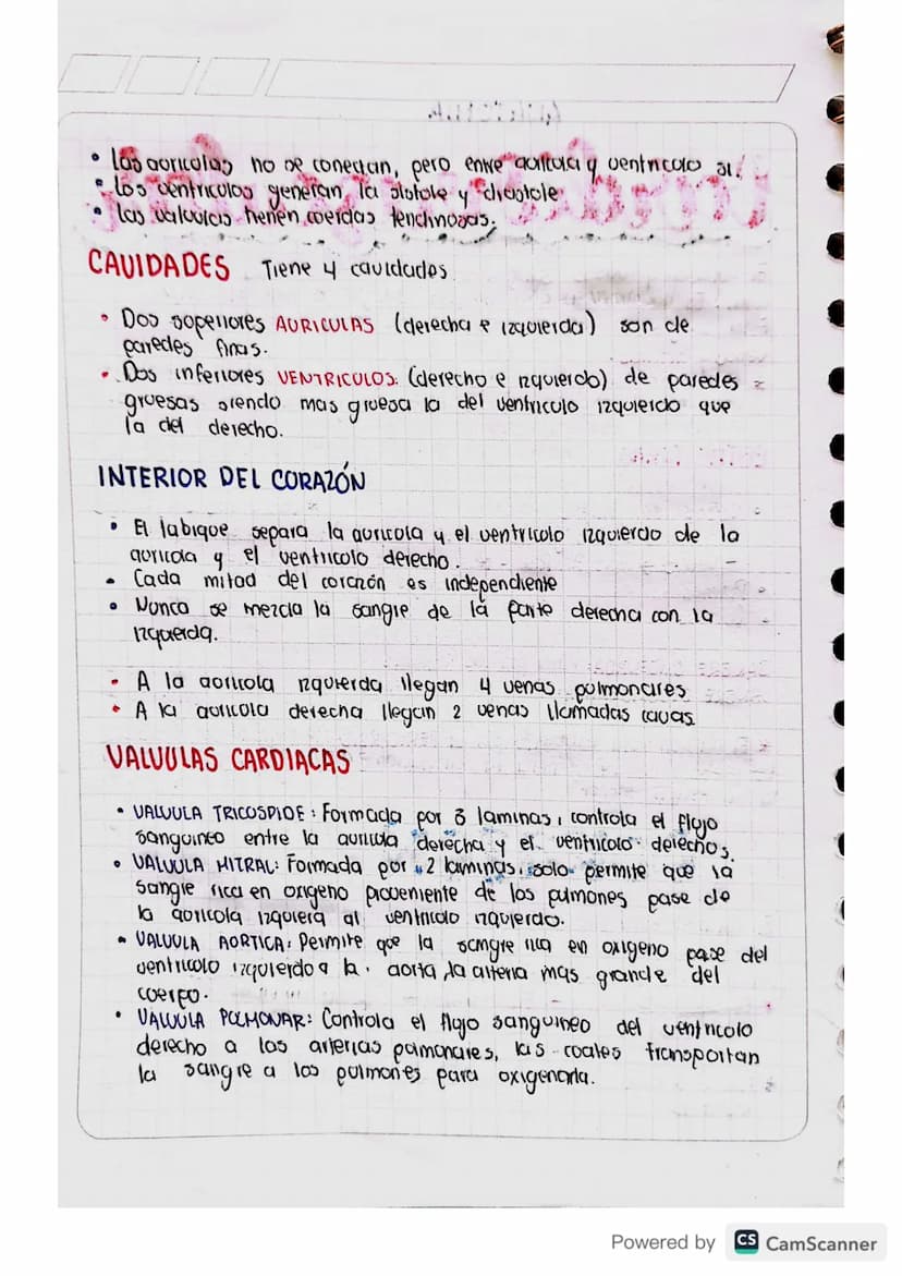 ANATOMIA
Cardiovascular
El corazón y vasos sanguineos forman el sistema cardiocas.
colail. Es la bomba que impulsa sangre a todo el cuerpo.
