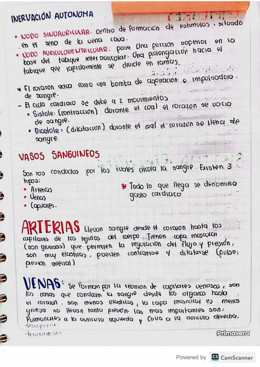 ANATOMIA
Cardiovascular
El corazón y vasos sanguineos forman el sistema cardiocas.
colail. Es la bomba que impulsa sangre a todo el cuerpo.
