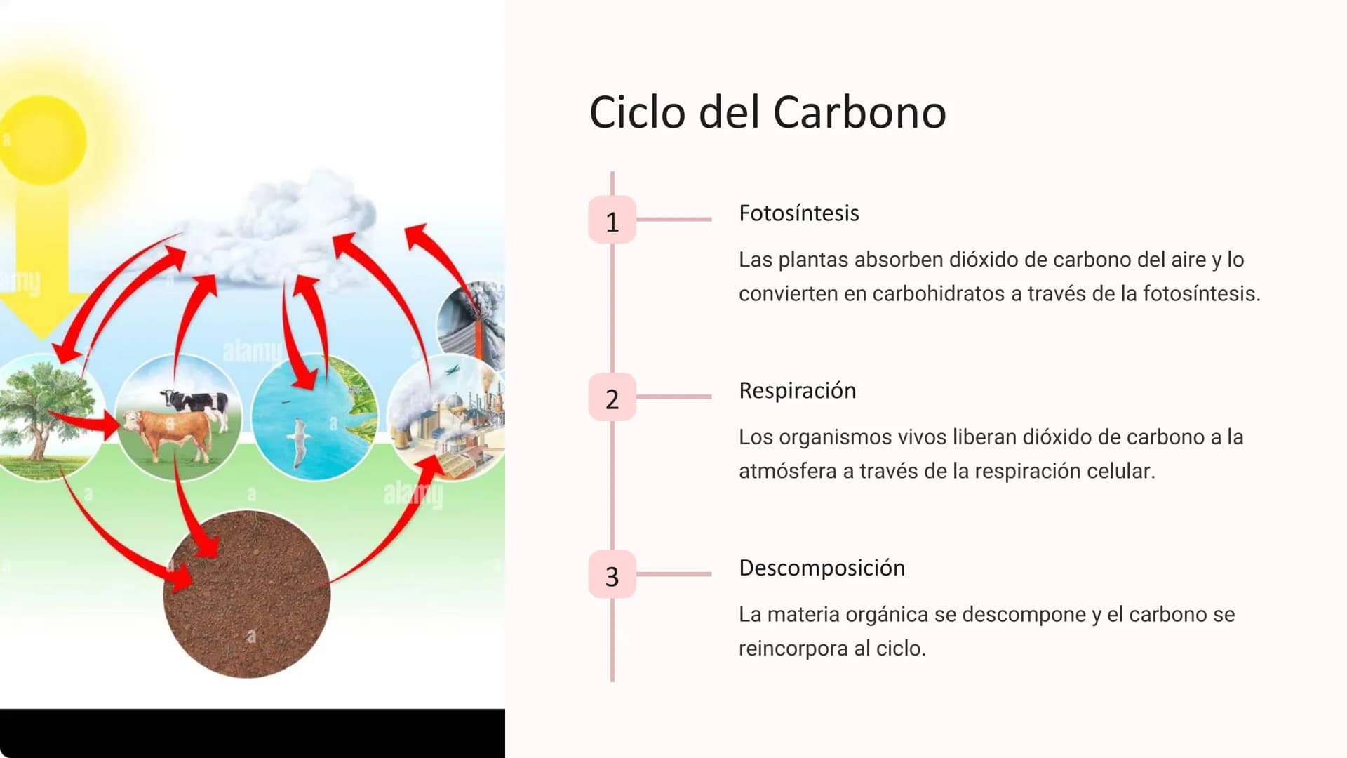 los Ciclos
Biogeoquímicos
Los ciclos biogeoquímicos son los procesos circulares que
describen el movimiento y transformación de los elemento