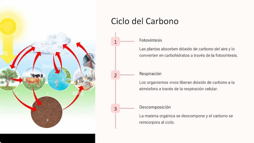 los Ciclos
Biogeoquímicos
Los ciclos biogeoquímicos son los procesos circulares que
describen el movimiento y transformación de los elemento