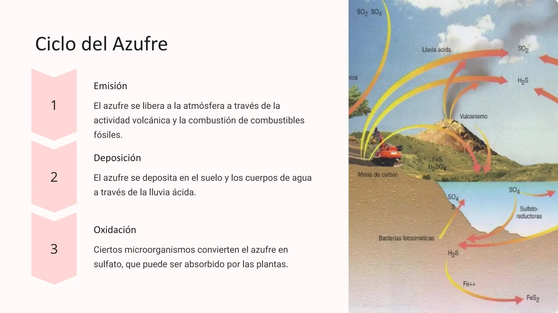 los Ciclos
Biogeoquímicos
Los ciclos biogeoquímicos son los procesos circulares que
describen el movimiento y transformación de los elemento