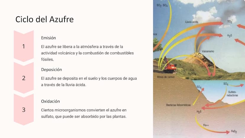 los Ciclos
Biogeoquímicos
Los ciclos biogeoquímicos son los procesos circulares que
describen el movimiento y transformación de los elemento