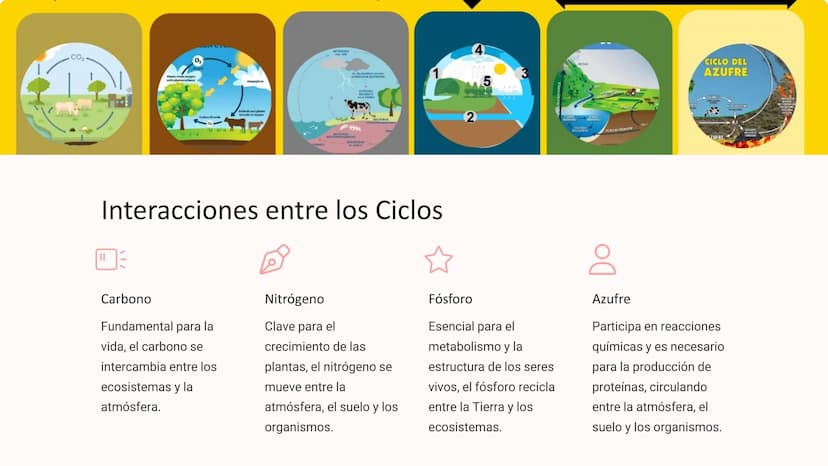 los Ciclos
Biogeoquímicos
Los ciclos biogeoquímicos son los procesos circulares que
describen el movimiento y transformación de los elemento