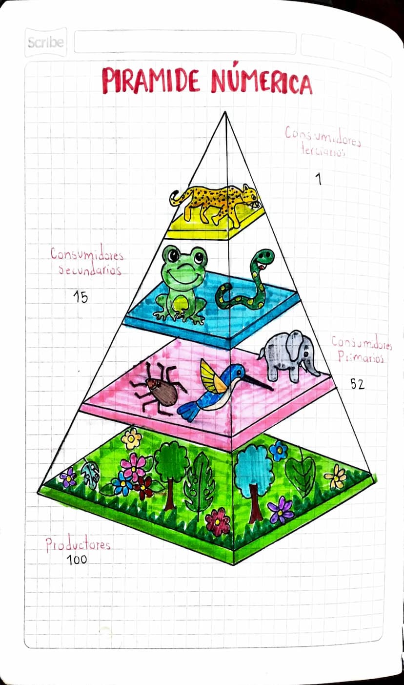Scribe
PIRAMIDE NÚMERICA
Consumidores
terciarios
1
Consumidores
Secundarias
15
Productores
100
Consumidores
Primarios
52