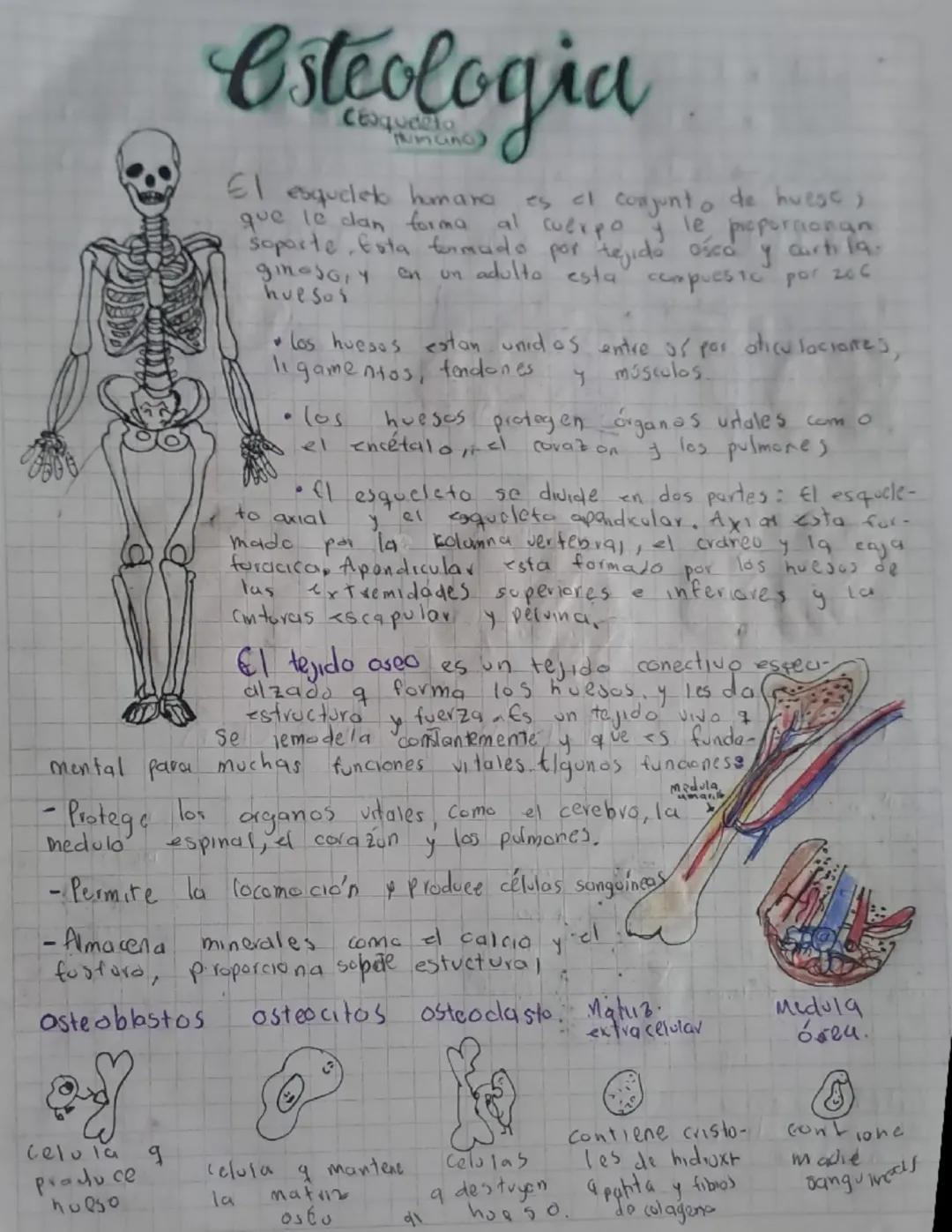 # Osteologia

El esqueleto humano es al conjunto de huese,
que le dan forma al cuerpo y le proporcionan
soporte Esta formado por tejido ośca