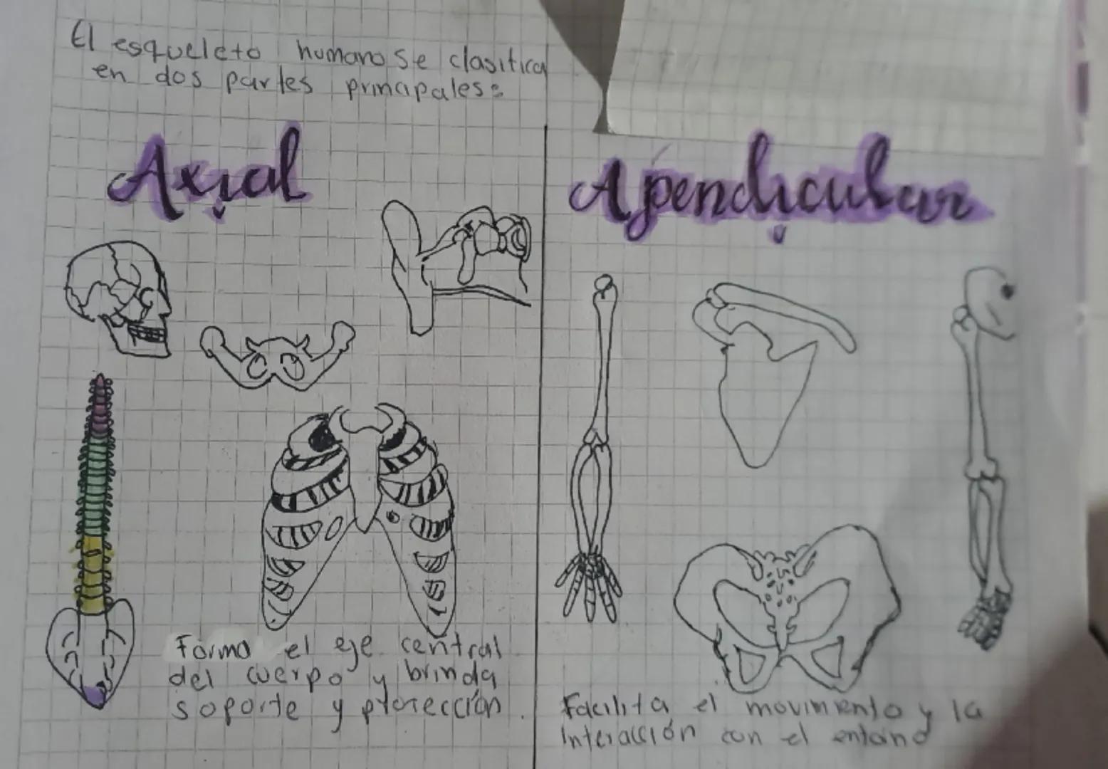 # Osteologia

El esqueleto humano es al conjunto de huese,
que le dan forma al cuerpo y le proporcionan
soporte Esta formado por tejido ośca