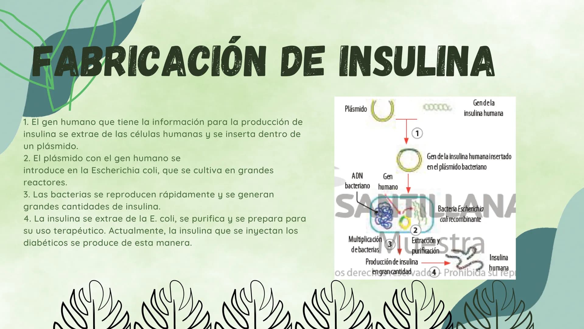 ¿EN QUE CONSISTE?
La ingieneria genetica consiste en la manipulacion
del ADN de un organismo para conseguir un
objetivo practico. Esta tecno