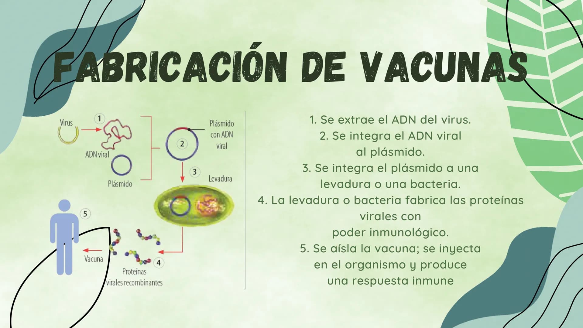 ¿EN QUE CONSISTE?
La ingieneria genetica consiste en la manipulacion
del ADN de un organismo para conseguir un
objetivo practico. Esta tecno