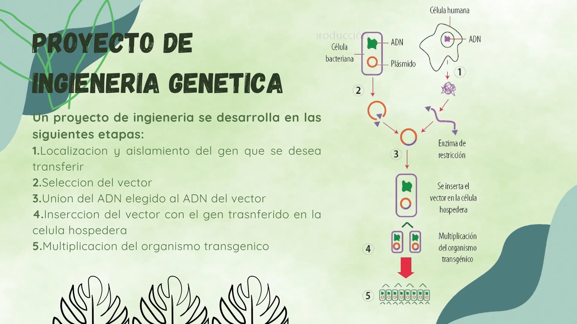¿EN QUE CONSISTE?
La ingieneria genetica consiste en la manipulacion
del ADN de un organismo para conseguir un
objetivo practico. Esta tecno