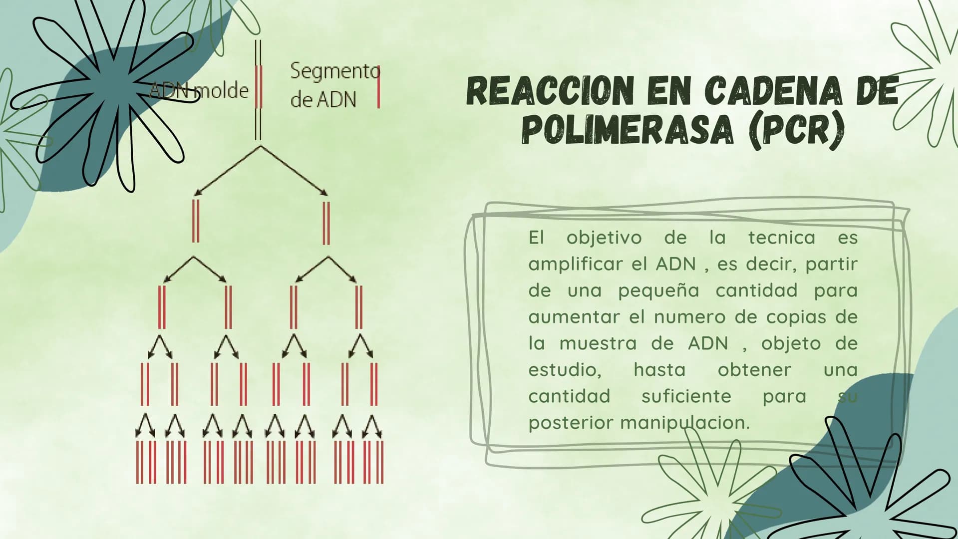 ¿EN QUE CONSISTE?
La ingieneria genetica consiste en la manipulacion
del ADN de un organismo para conseguir un
objetivo practico. Esta tecno