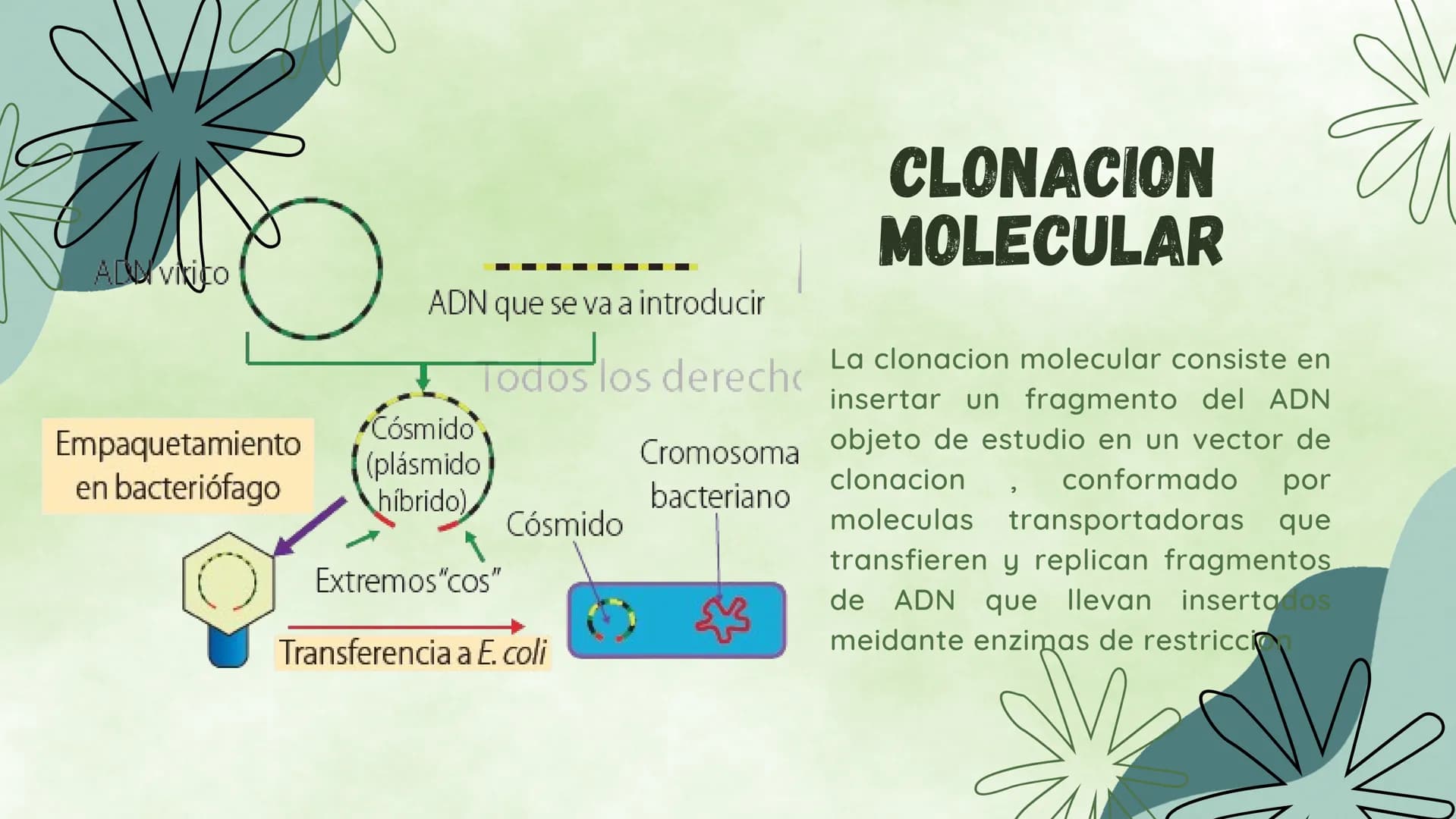 ¿EN QUE CONSISTE?
La ingieneria genetica consiste en la manipulacion
del ADN de un organismo para conseguir un
objetivo practico. Esta tecno