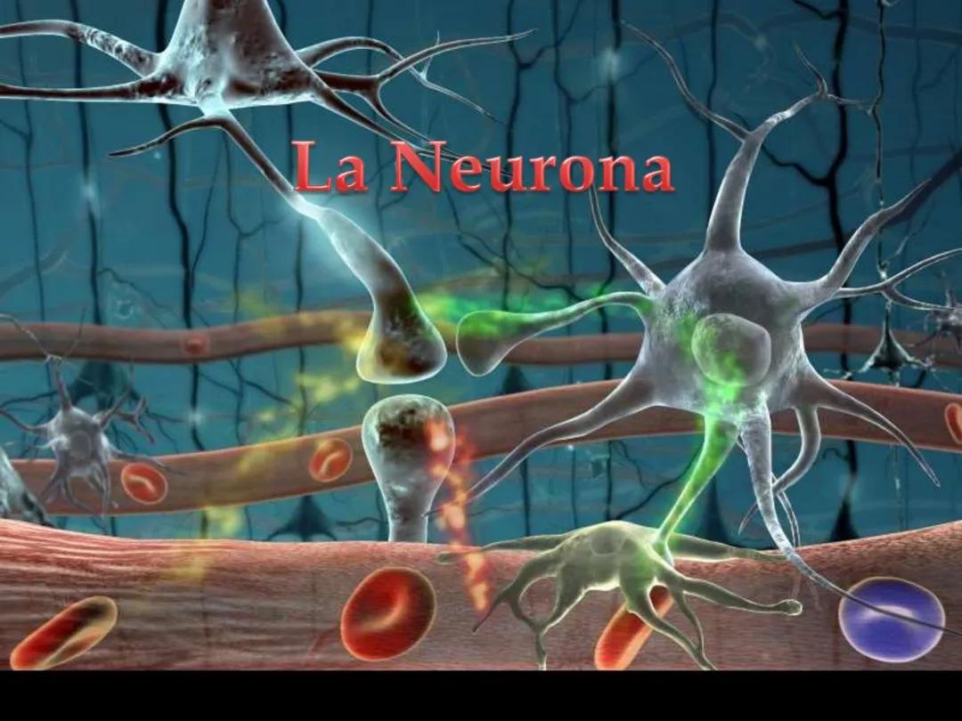 La neurona
