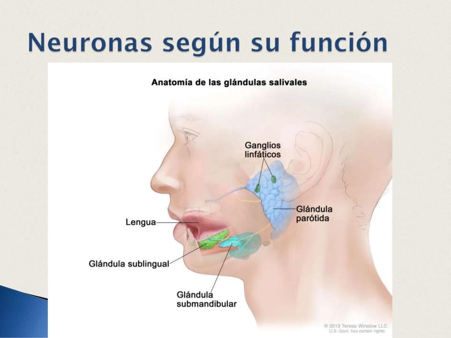 ## La Neurona ## LA NEURONA

Es un tipo de célula perteneciente al Sistema nervioso
central, cuyo rasgo diferencial es la excitabilidad que
