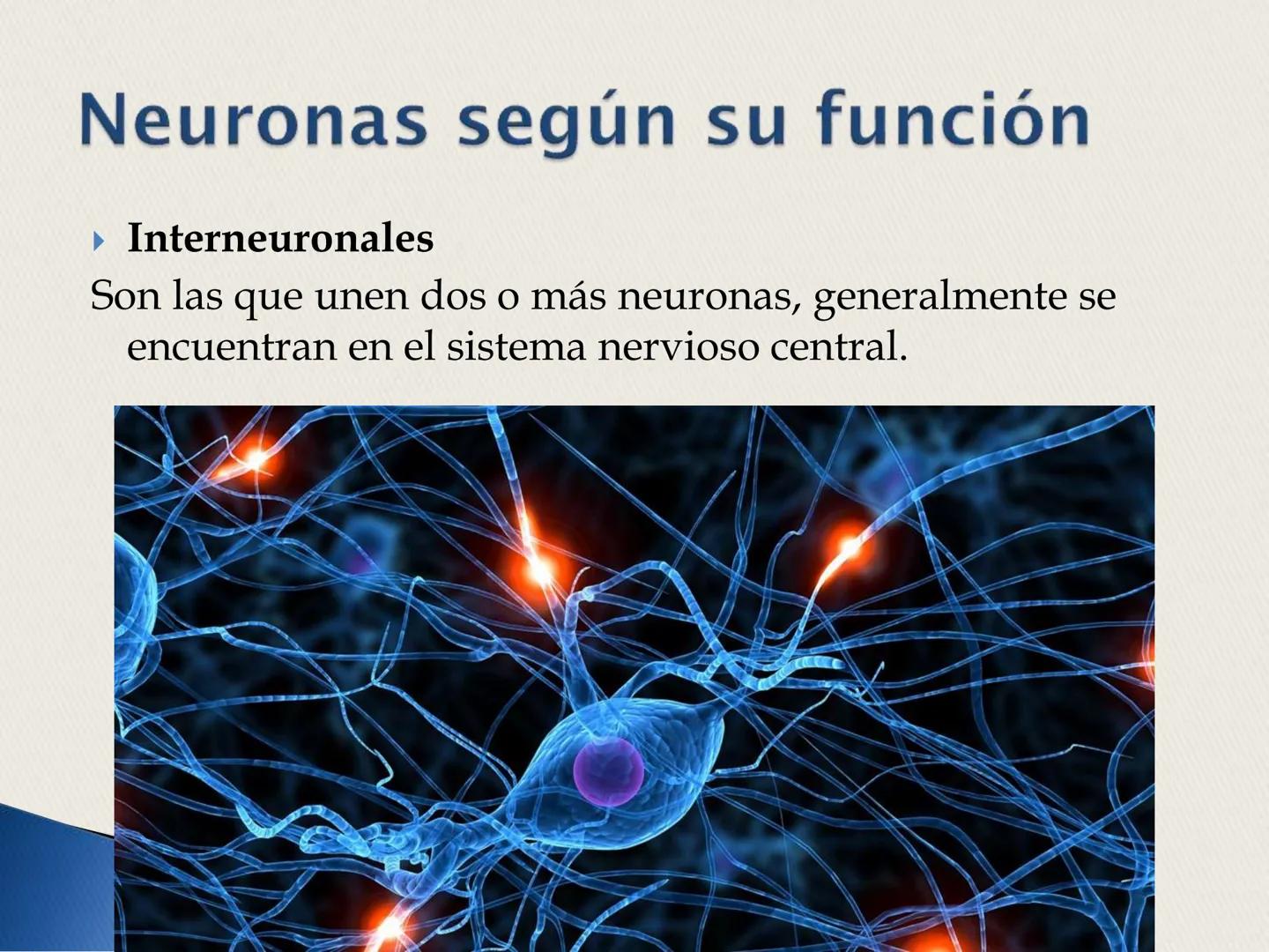 ## La Neurona ## LA NEURONA

Es un tipo de célula perteneciente al Sistema nervioso
central, cuyo rasgo diferencial es la excitabilidad que
