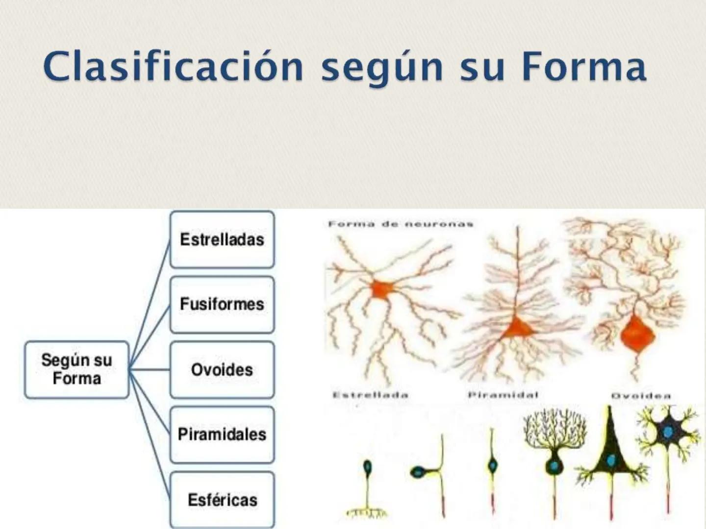 ## La Neurona ## LA NEURONA

Es un tipo de célula perteneciente al Sistema nervioso
central, cuyo rasgo diferencial es la excitabilidad que
