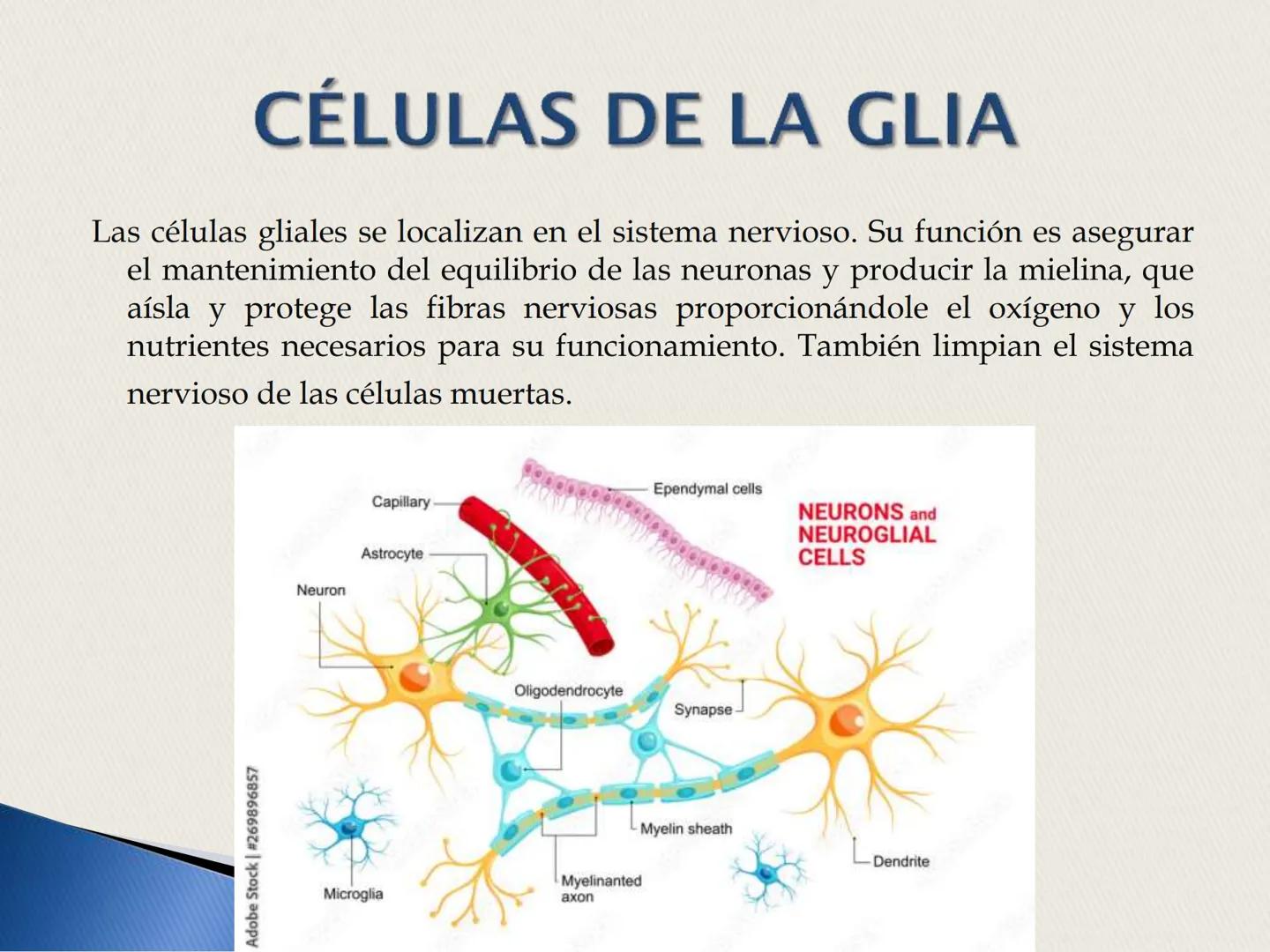 ## La Neurona ## LA NEURONA

Es un tipo de célula perteneciente al Sistema nervioso
central, cuyo rasgo diferencial es la excitabilidad que
