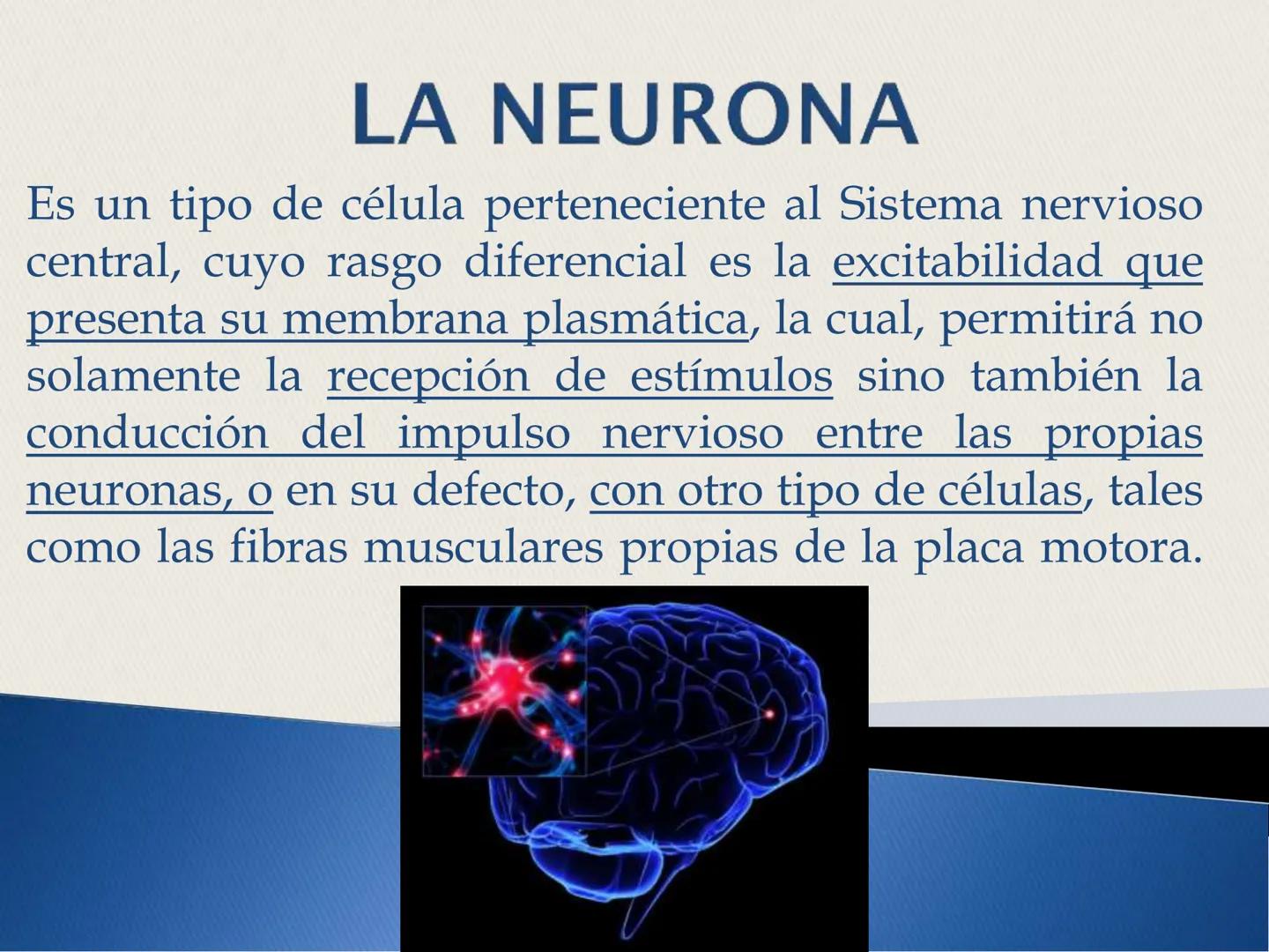 ## La Neurona ## LA NEURONA

Es un tipo de célula perteneciente al Sistema nervioso
central, cuyo rasgo diferencial es la excitabilidad que

