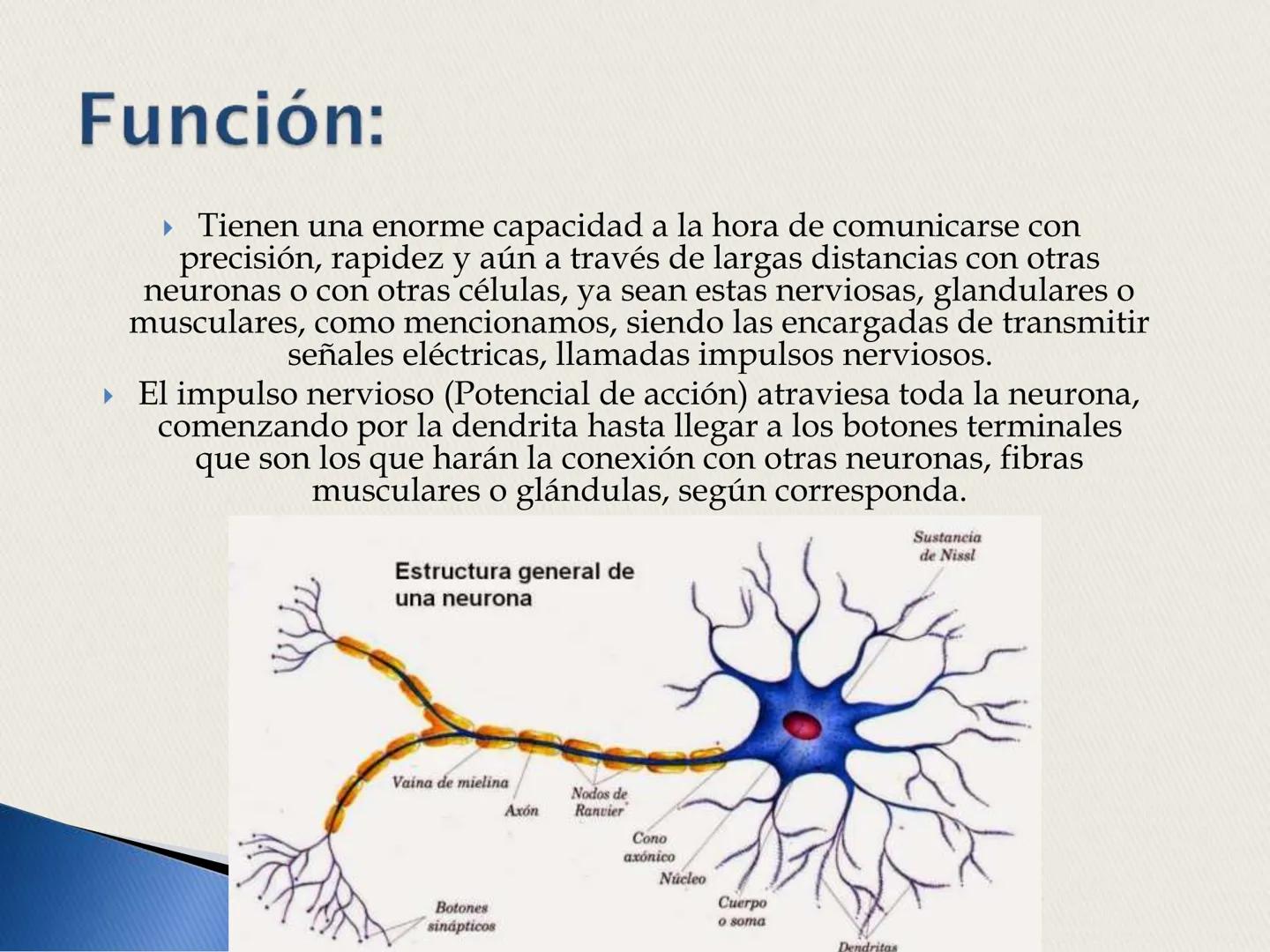 ## La Neurona ## LA NEURONA

Es un tipo de célula perteneciente al Sistema nervioso
central, cuyo rasgo diferencial es la excitabilidad que

