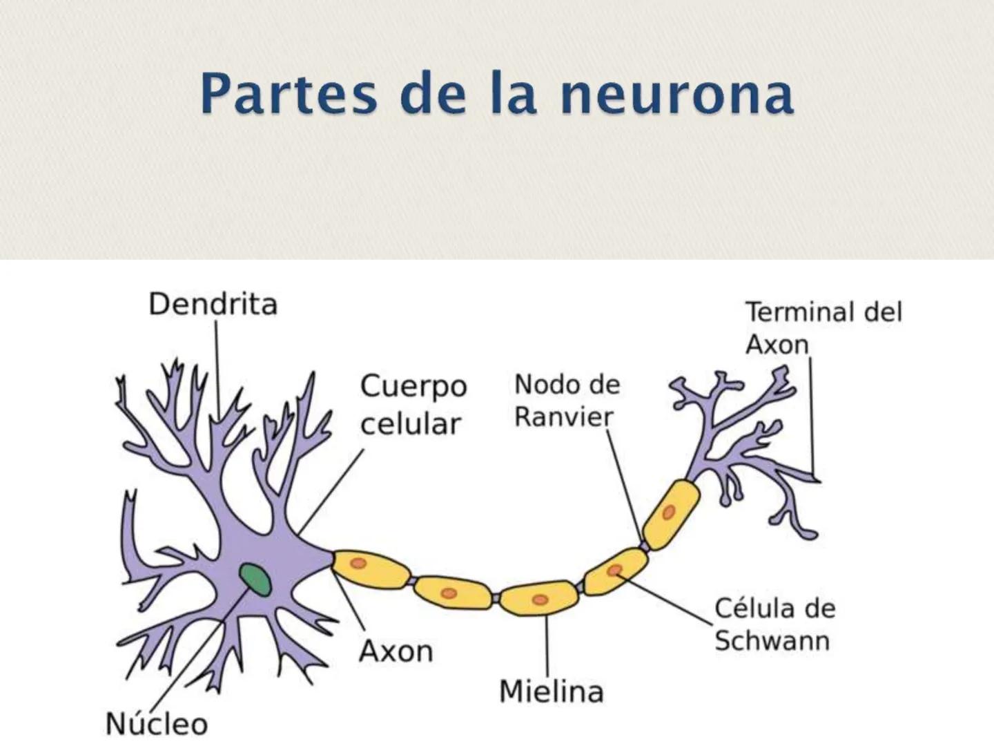 ## La Neurona ## LA NEURONA

Es un tipo de célula perteneciente al Sistema nervioso
central, cuyo rasgo diferencial es la excitabilidad que
