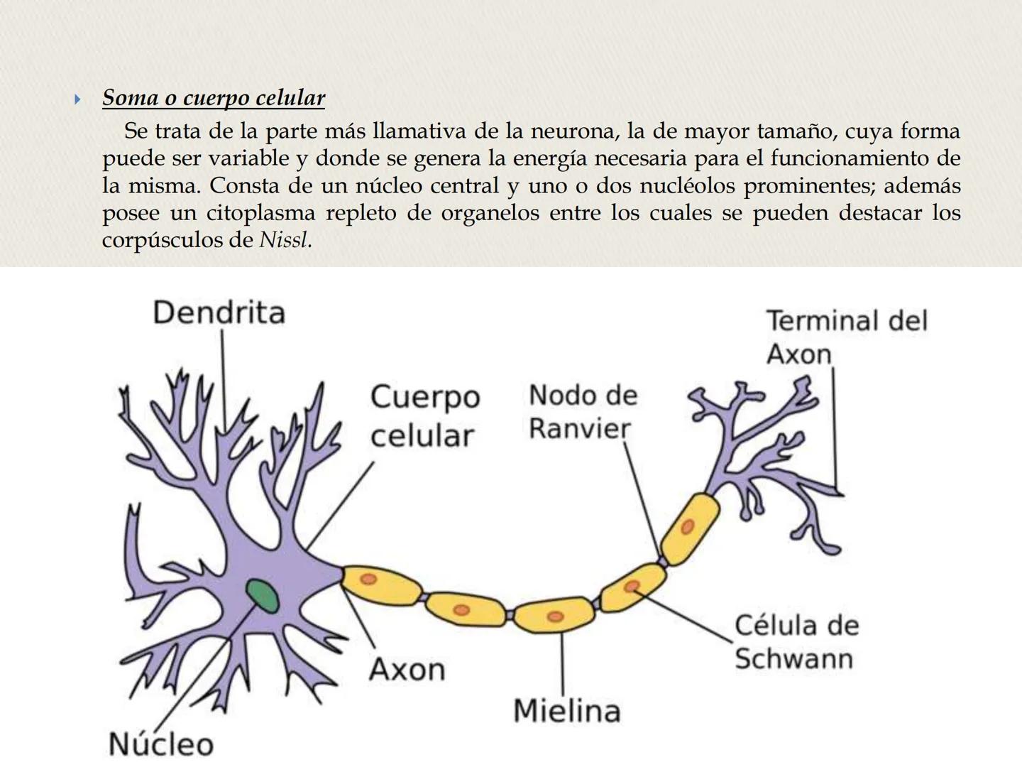 ## La Neurona ## LA NEURONA

Es un tipo de célula perteneciente al Sistema nervioso
central, cuyo rasgo diferencial es la excitabilidad que
