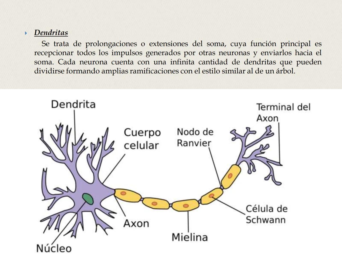 ## La Neurona ## LA NEURONA

Es un tipo de célula perteneciente al Sistema nervioso
central, cuyo rasgo diferencial es la excitabilidad que
