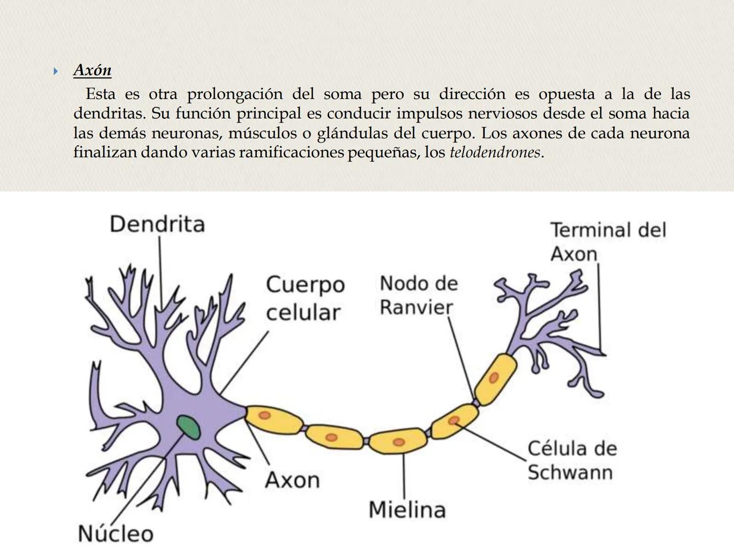 ## La Neurona ## LA NEURONA

Es un tipo de célula perteneciente al Sistema nervioso
central, cuyo rasgo diferencial es la excitabilidad que
