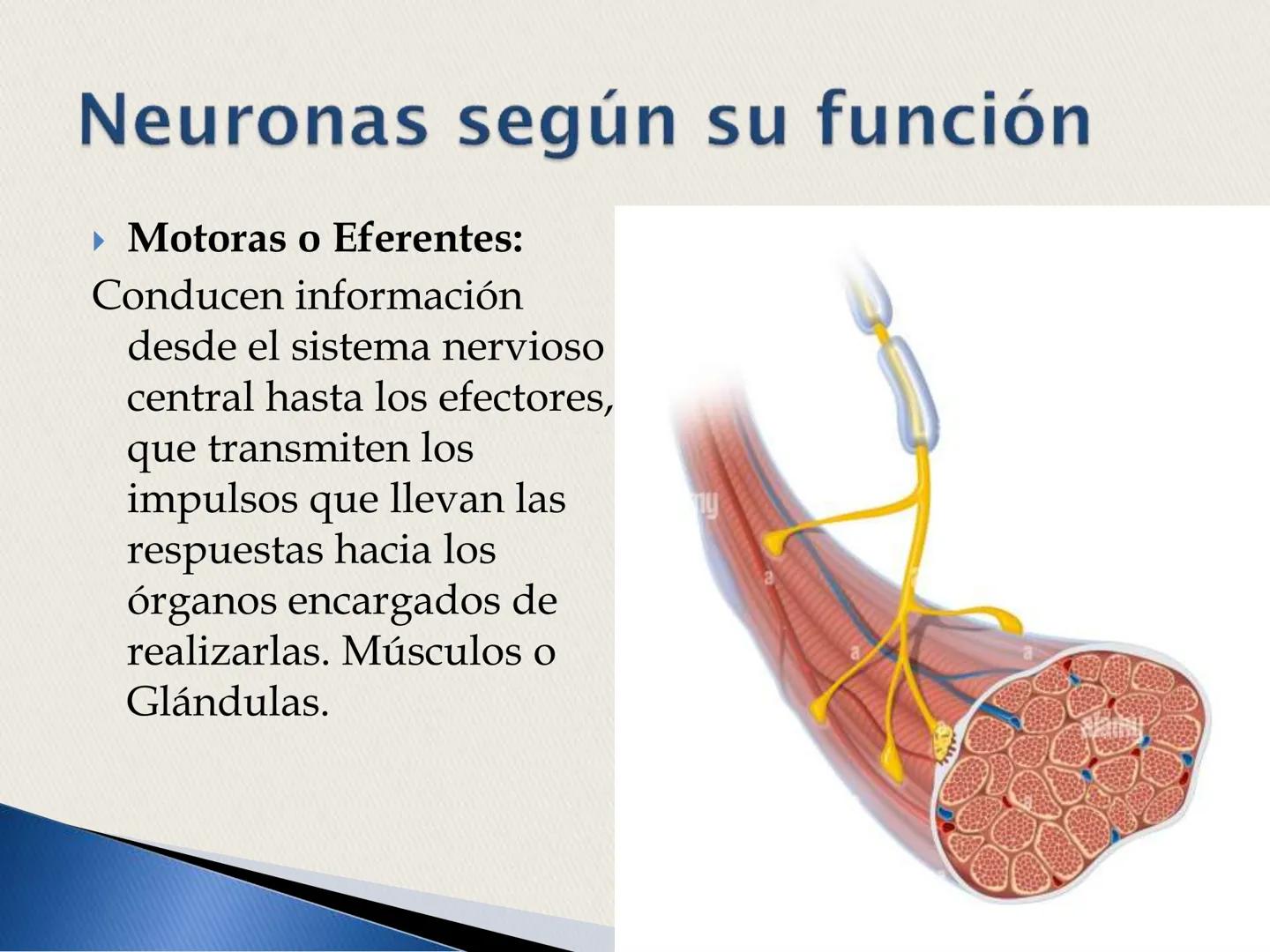 ## La Neurona ## LA NEURONA

Es un tipo de célula perteneciente al Sistema nervioso
central, cuyo rasgo diferencial es la excitabilidad que
