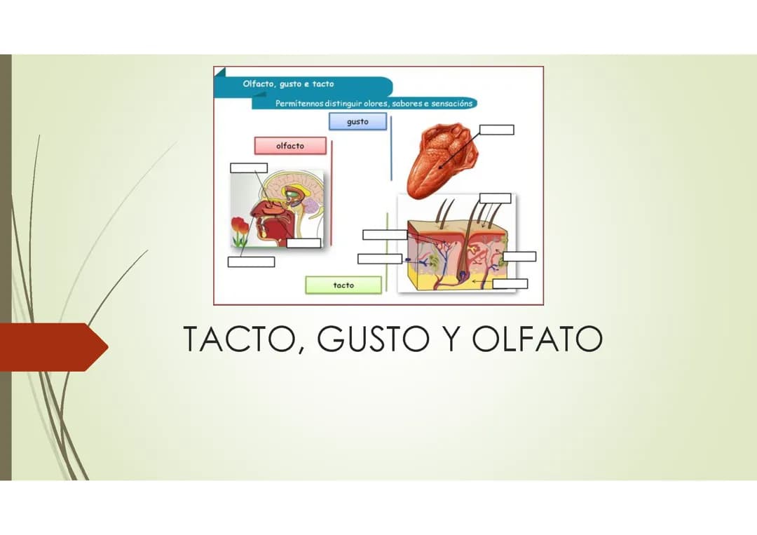TACTO GUSTO Y OLFATO