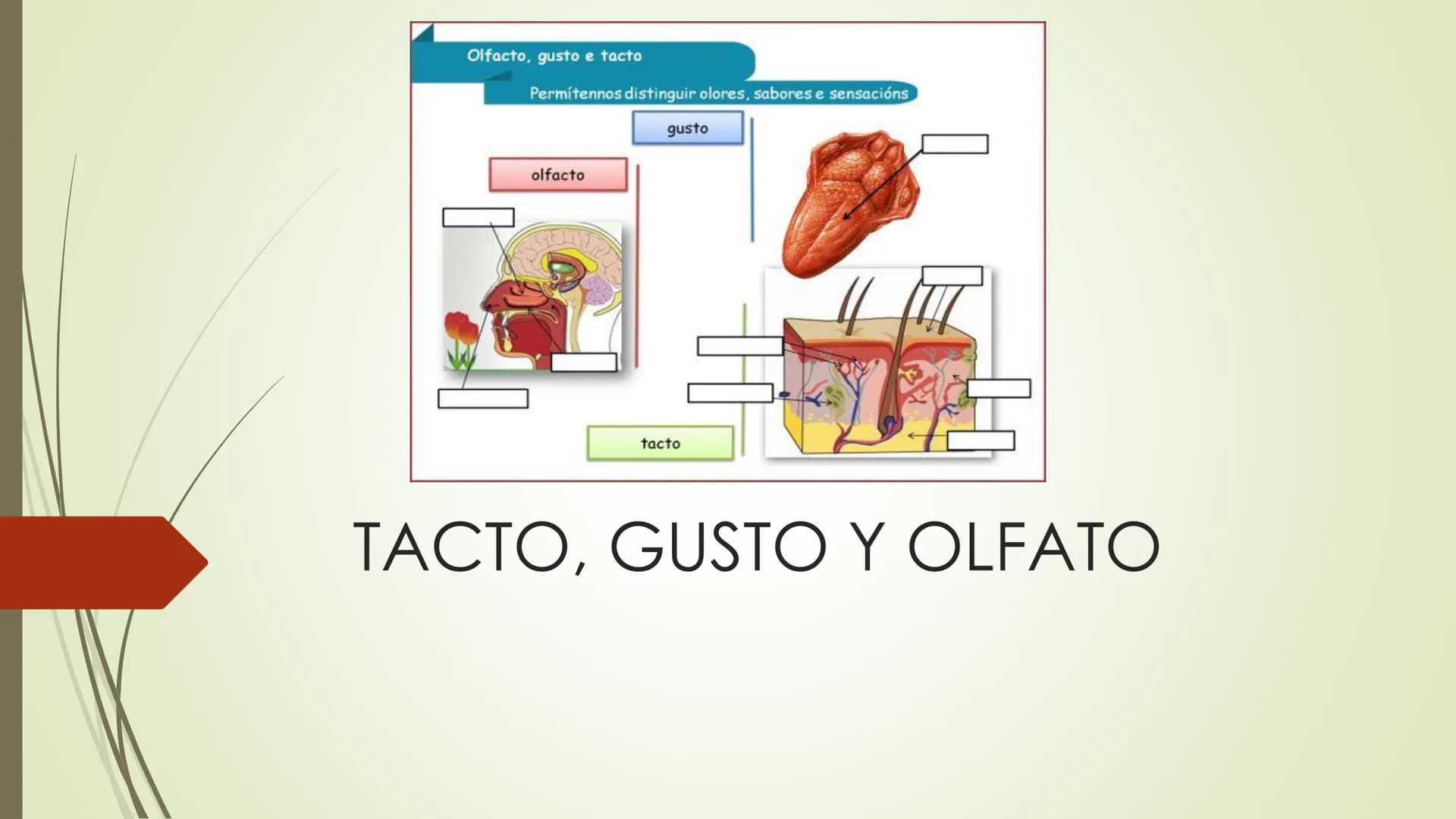Olfacto, gusto e tacto
Permítennos distinguir olores, sabores e sensacións
olfacto
gusto
tacto
TACTO, GUSTO Y OLFATO Tacto, Gusto y Olfato
■