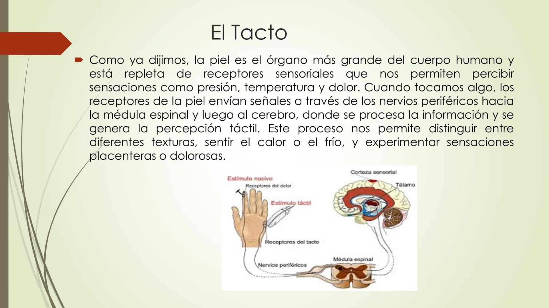 Olfacto, gusto e tacto
Permítennos distinguir olores, sabores e sensacións
olfacto
gusto
tacto
TACTO, GUSTO Y OLFATO Tacto, Gusto y Olfato
■