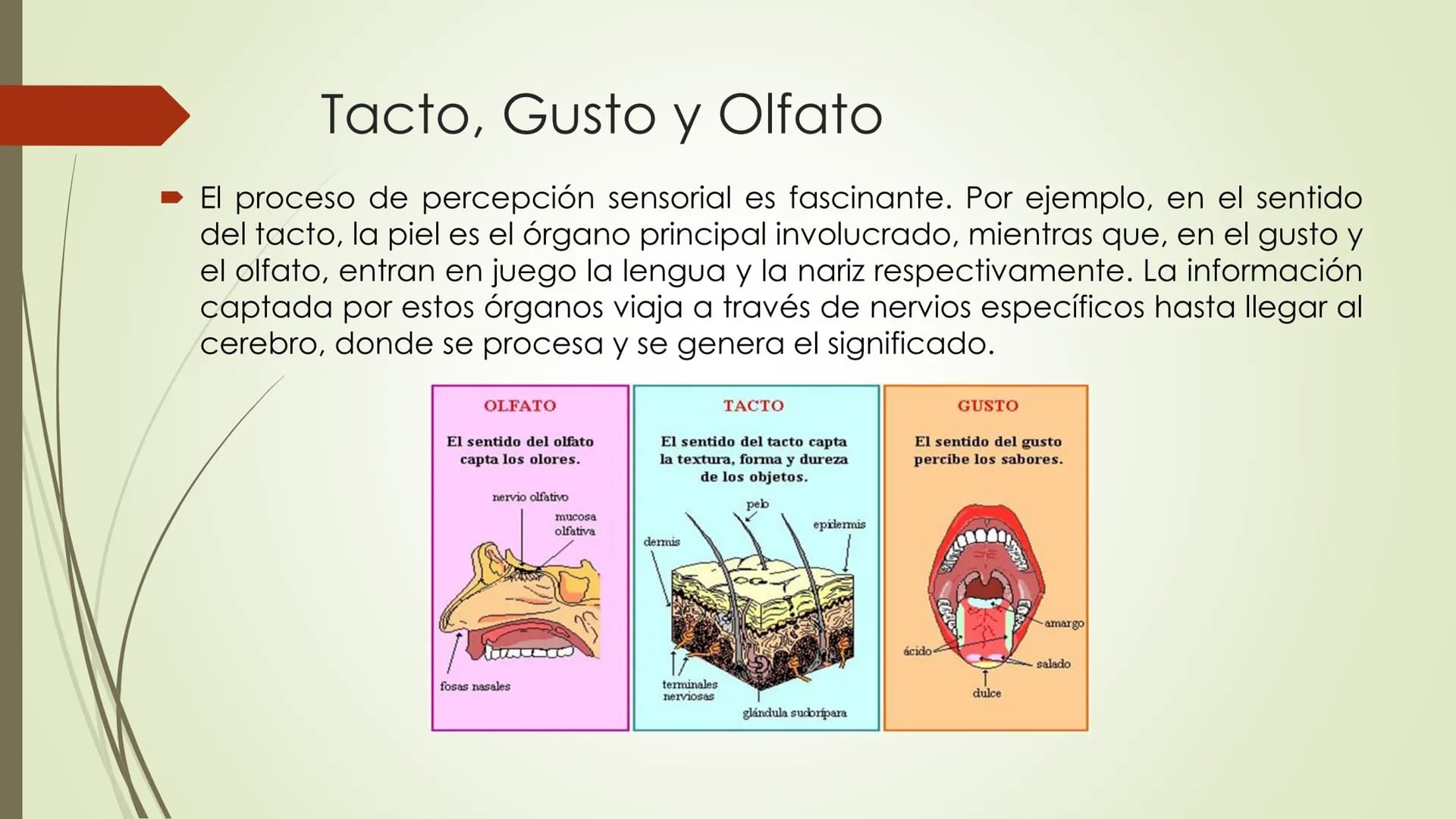 Olfacto, gusto e tacto
Permítennos distinguir olores, sabores e sensacións
olfacto
gusto
tacto
TACTO, GUSTO Y OLFATO Tacto, Gusto y Olfato
■