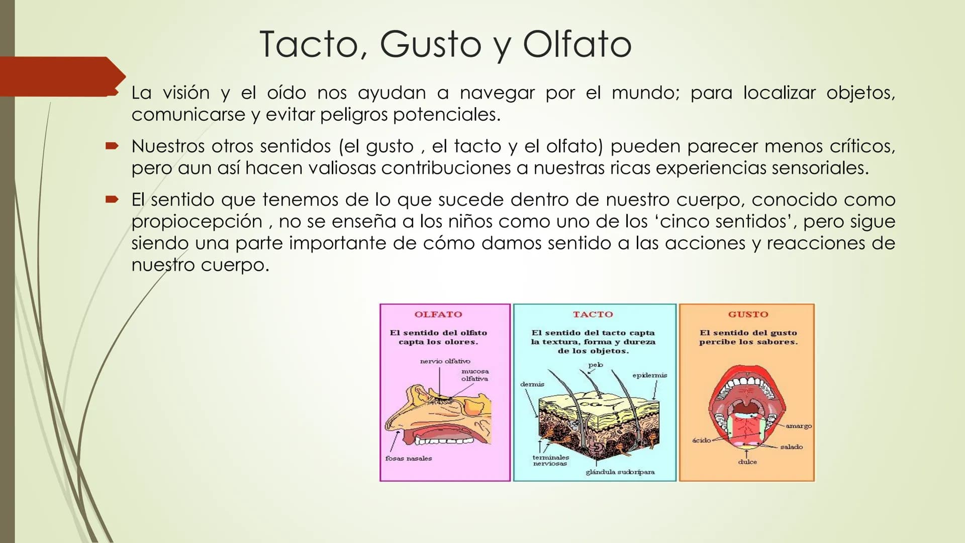 Olfacto, gusto e tacto
Permítennos distinguir olores, sabores e sensacións
olfacto
gusto
tacto
TACTO, GUSTO Y OLFATO Tacto, Gusto y Olfato
■