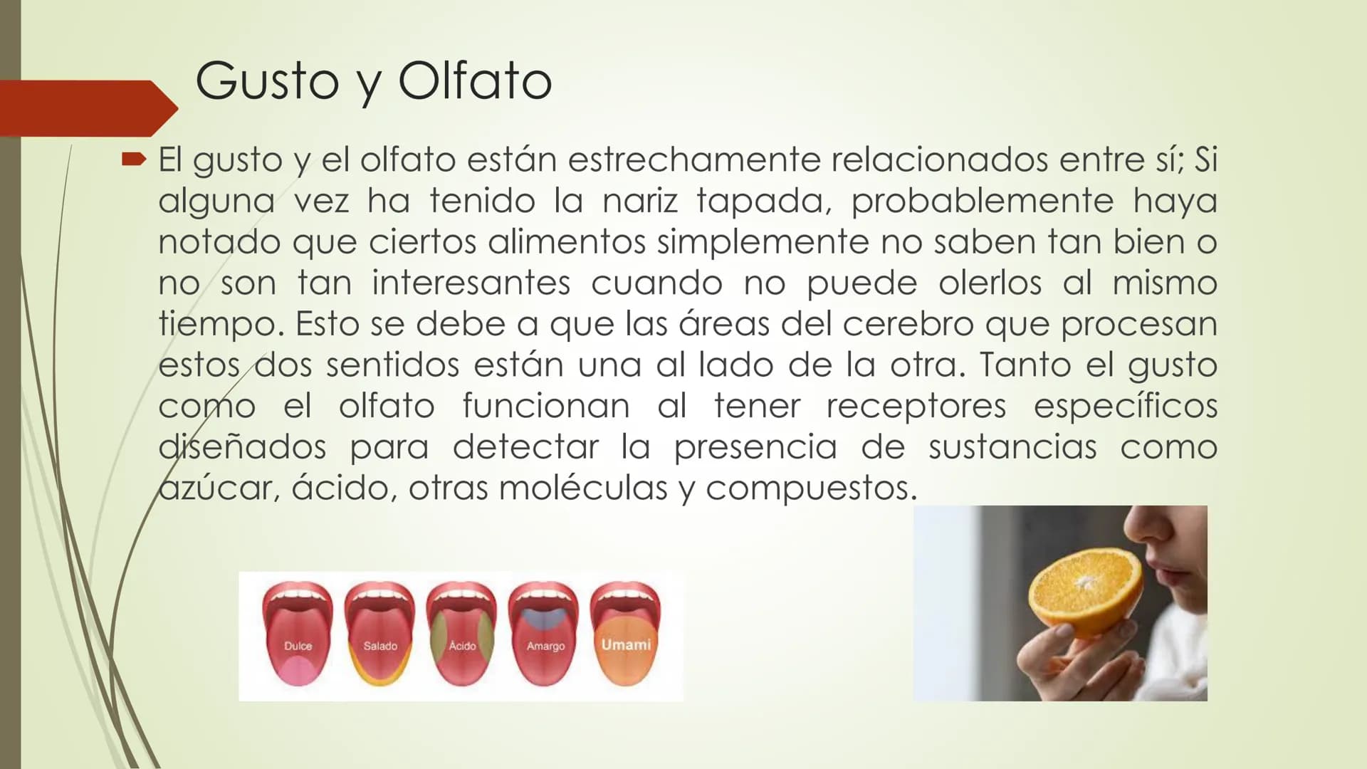 Olfacto, gusto e tacto
Permítennos distinguir olores, sabores e sensacións
olfacto
gusto
tacto
TACTO, GUSTO Y OLFATO Tacto, Gusto y Olfato
■