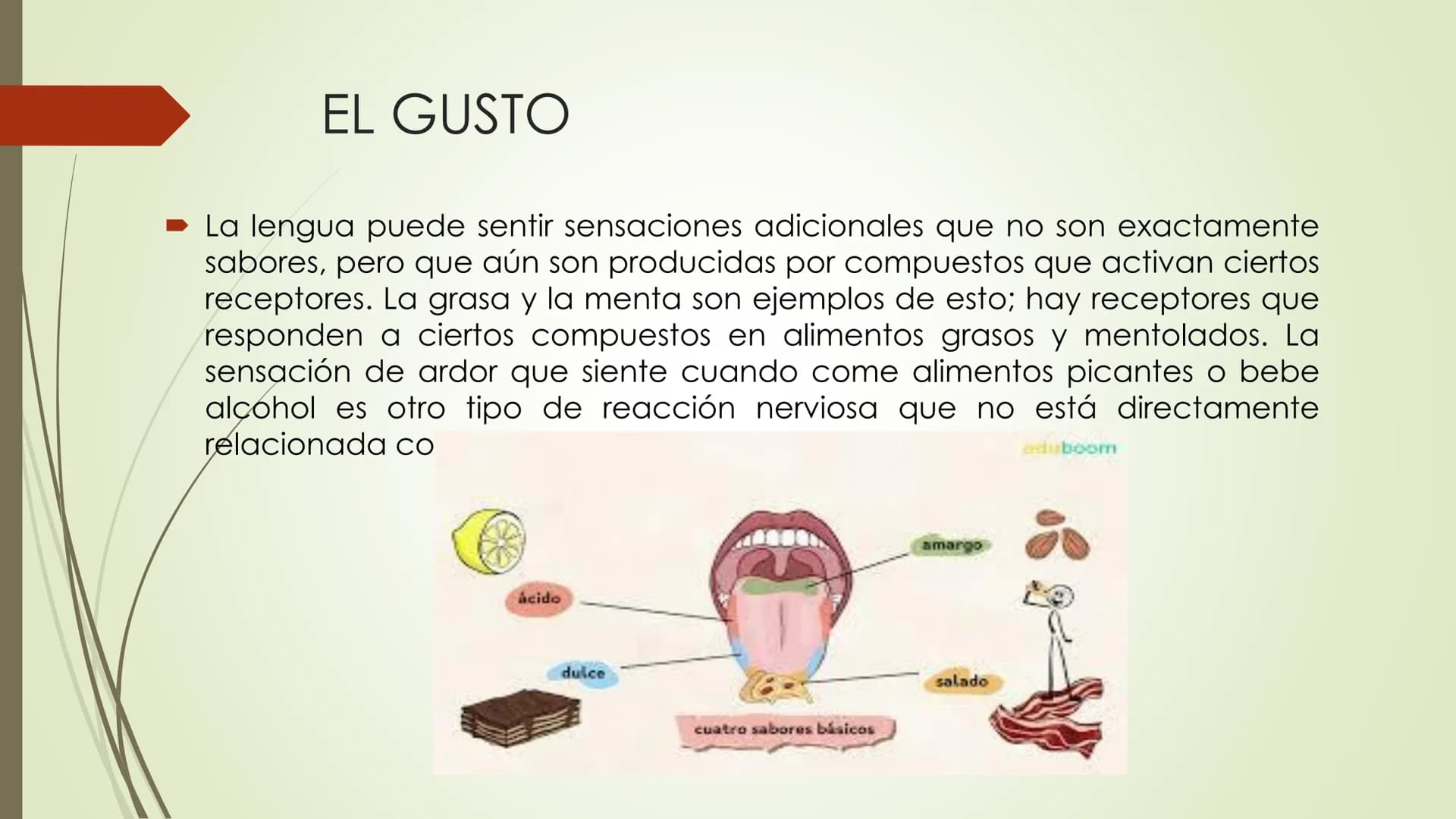 Olfacto, gusto e tacto
Permítennos distinguir olores, sabores e sensacións
olfacto
gusto
tacto
TACTO, GUSTO Y OLFATO Tacto, Gusto y Olfato
■