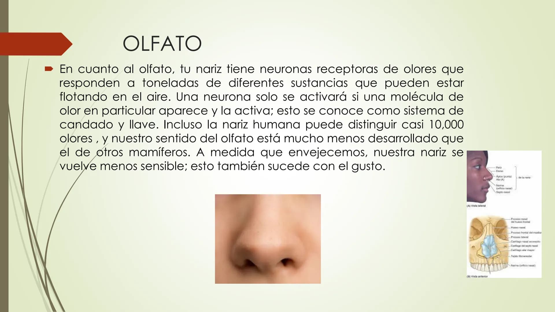Olfacto, gusto e tacto
Permítennos distinguir olores, sabores e sensacións
olfacto
gusto
tacto
TACTO, GUSTO Y OLFATO Tacto, Gusto y Olfato
■