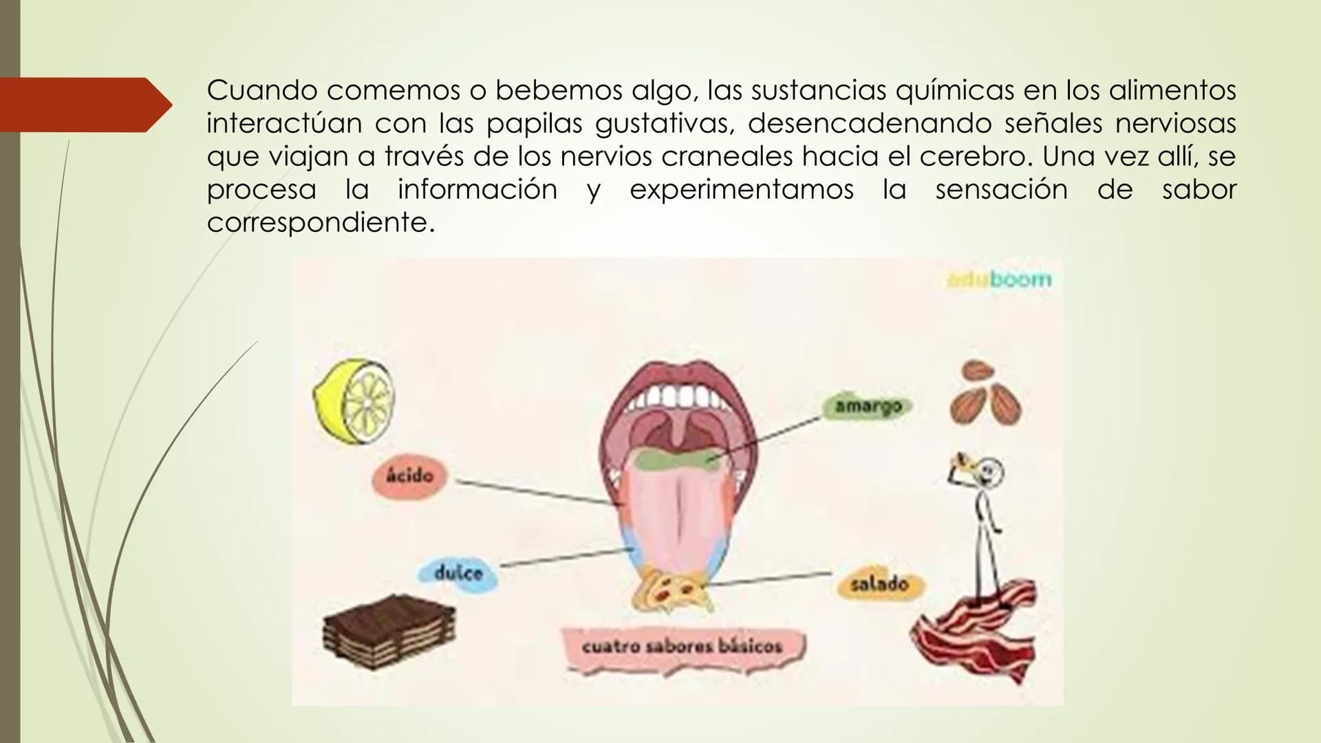 Olfacto, gusto e tacto
Permítennos distinguir olores, sabores e sensacións
olfacto
gusto
tacto
TACTO, GUSTO Y OLFATO Tacto, Gusto y Olfato
■