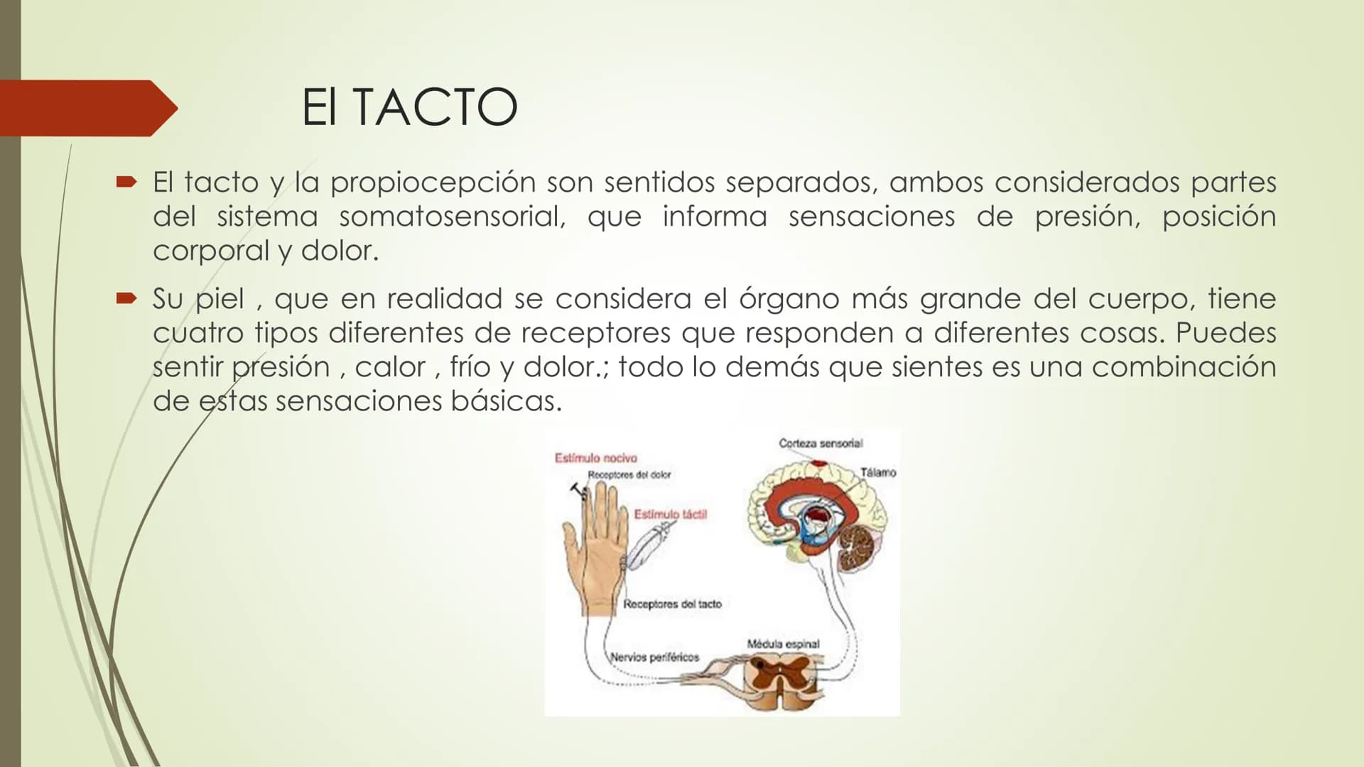 Olfacto, gusto e tacto
Permítennos distinguir olores, sabores e sensacións
olfacto
gusto
tacto
TACTO, GUSTO Y OLFATO Tacto, Gusto y Olfato
■