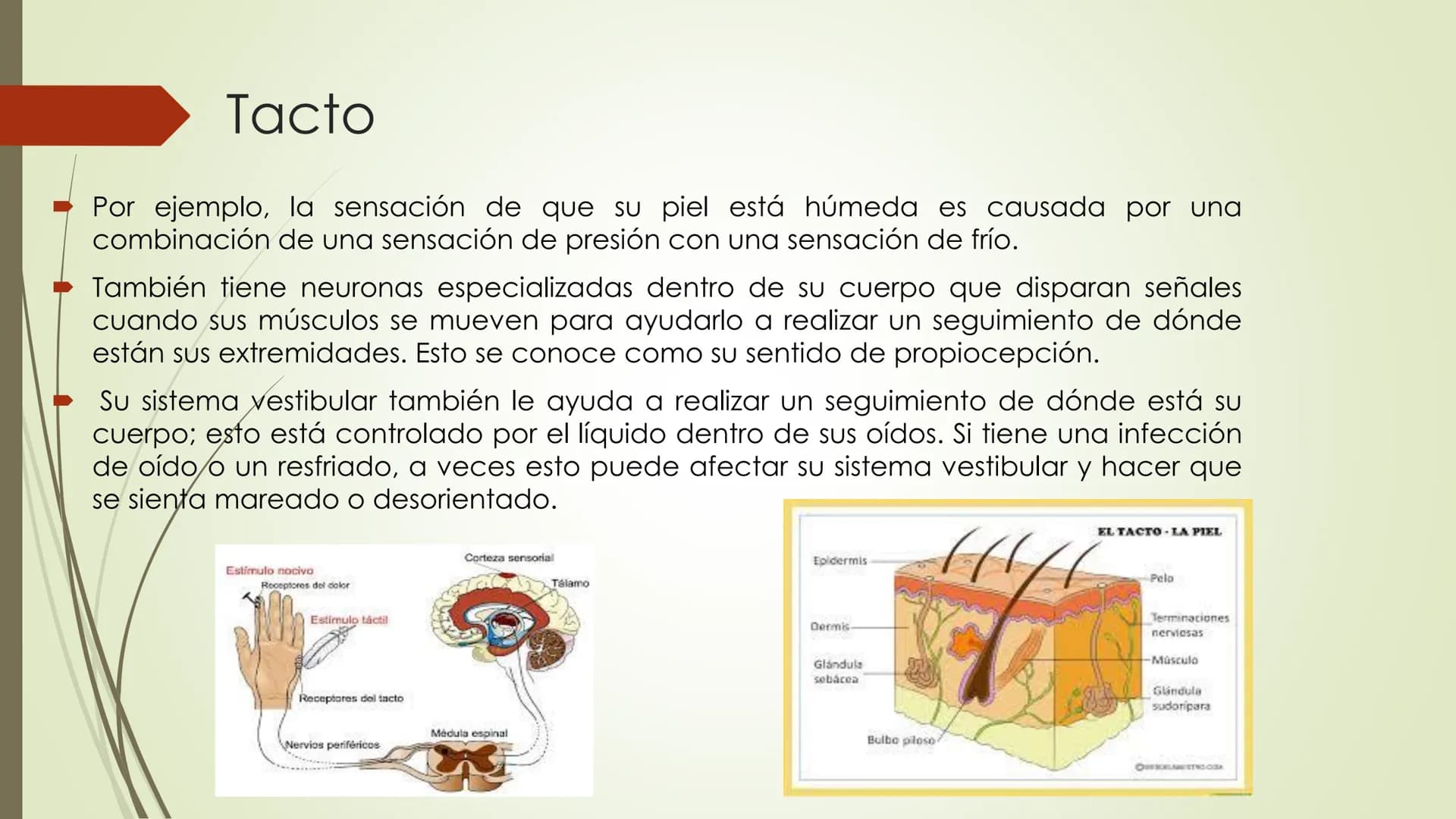 Olfacto, gusto e tacto
Permítennos distinguir olores, sabores e sensacións
olfacto
gusto
tacto
TACTO, GUSTO Y OLFATO Tacto, Gusto y Olfato
■