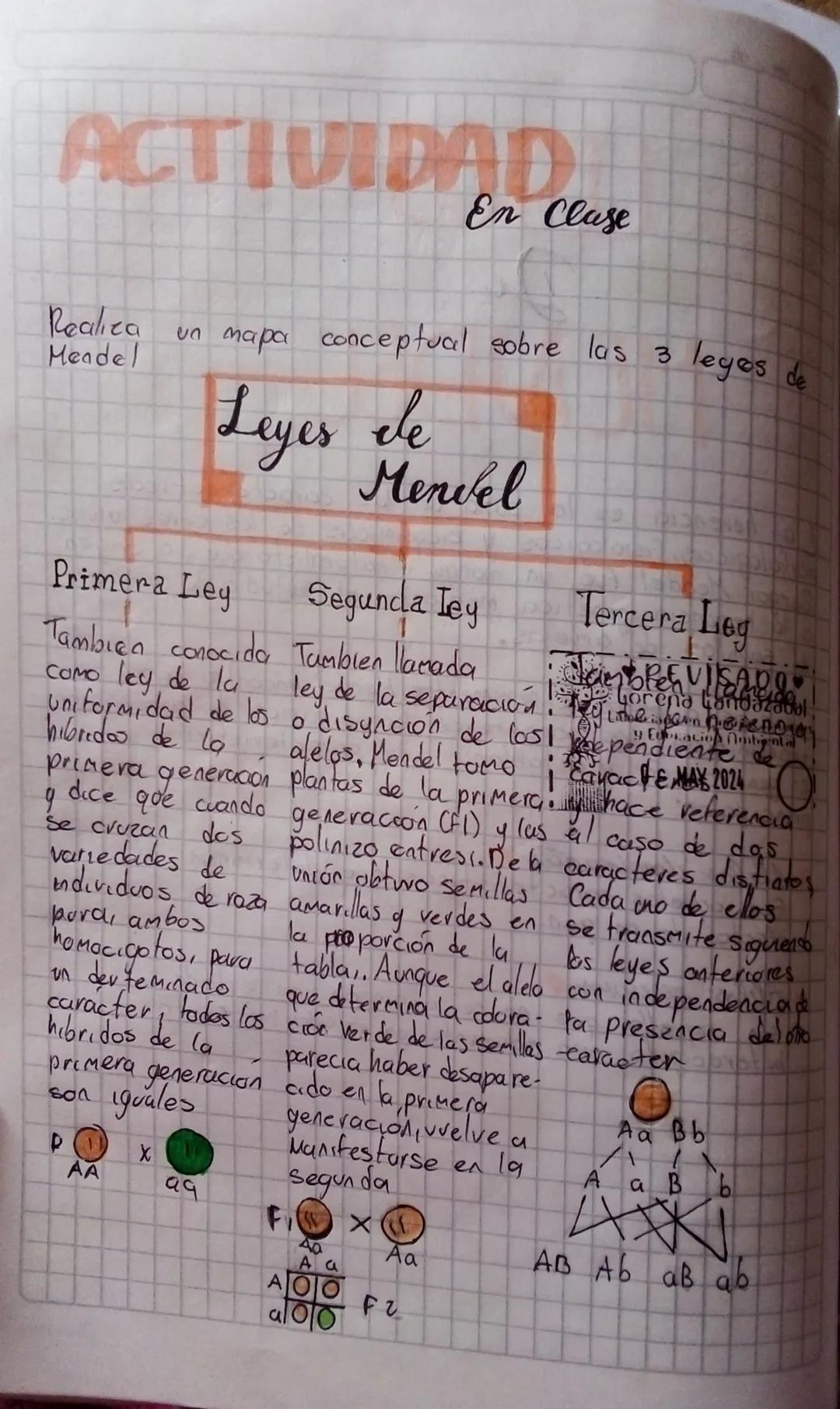 ACTIVIDAD
En Clase
Realiza
Mendel
un mapa conceptual sobre las 3 leges de
Leyes de
Mendel
Primera Ley
D
Segunda Ley
También conocida Tambien
