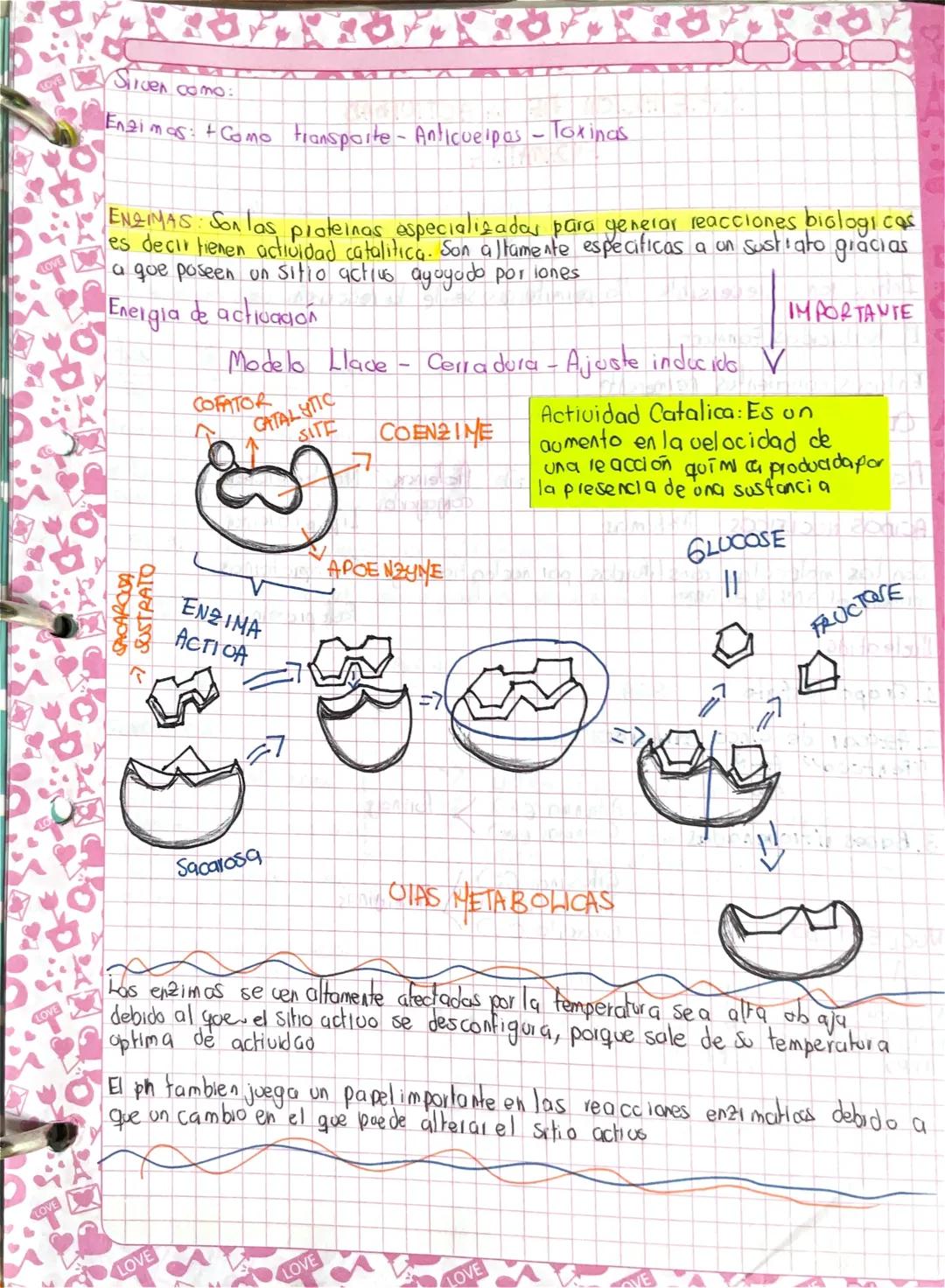 # CLASIFICACIÓN BIOLÓGICA
Lipidas suponificables: alcohol tunas a varios ácidos grasos
Grasas, aceites, ceras, fosfolípidos y Glucolipidos

