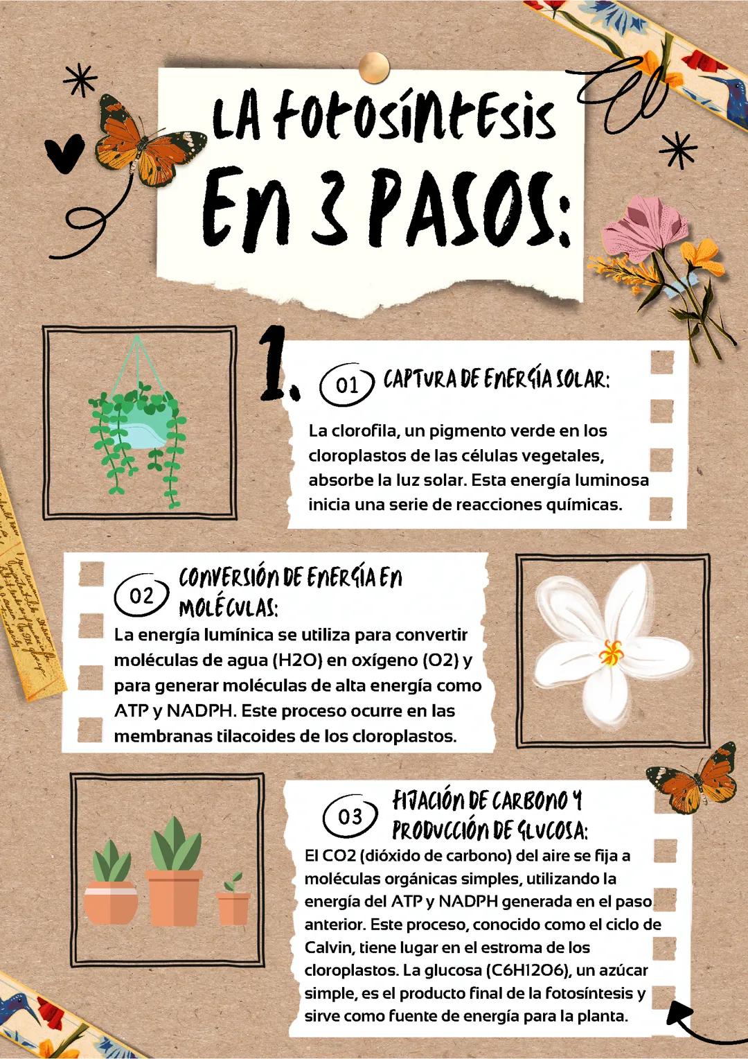 La fotosintesis en 3 pasos