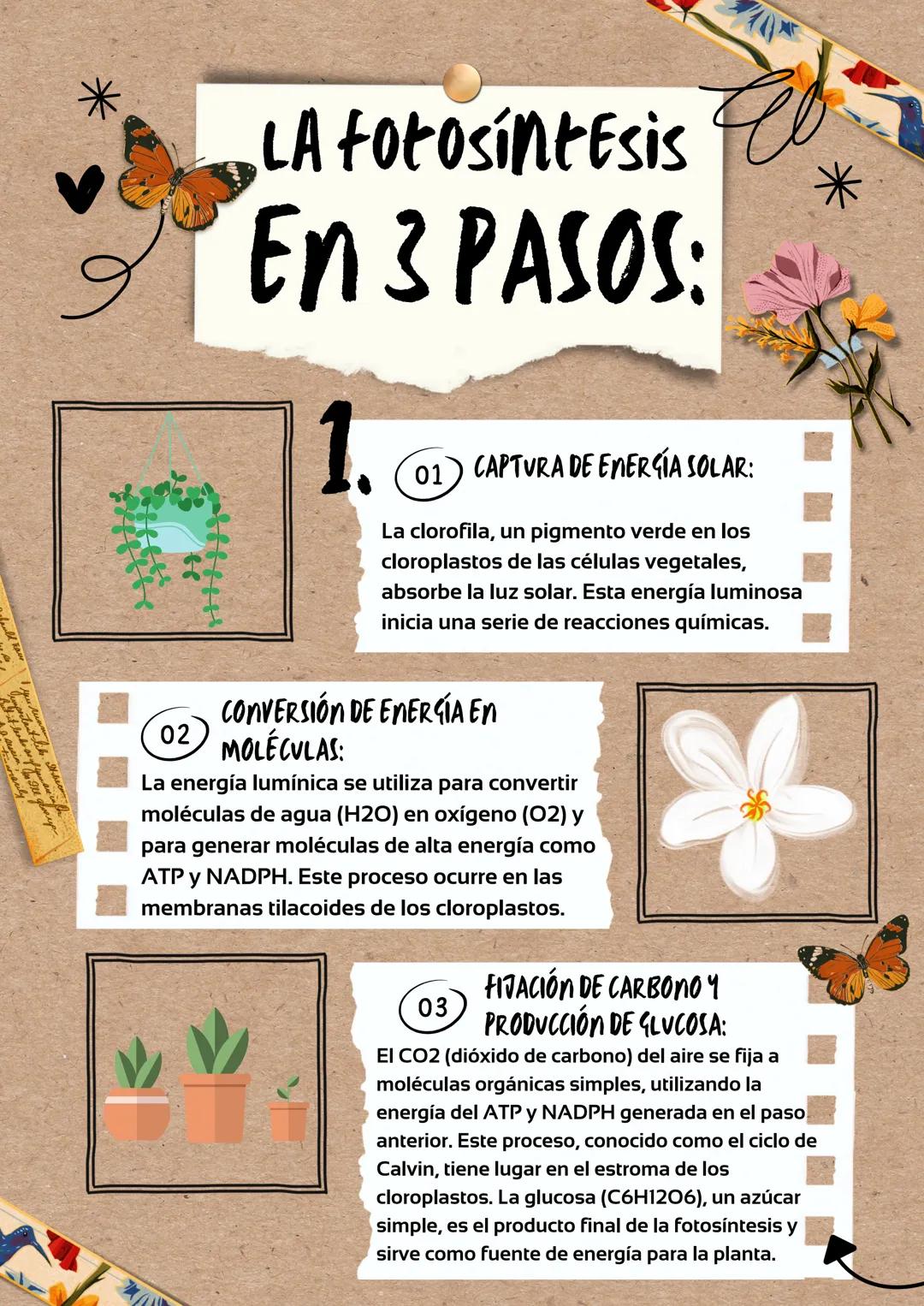 LA Fotosíntesis
En 3 PASOS:
1.
01) CAPTURA DE ENERGÍA SOLAR:
La clorofila, un pigmento verde en los
cloroplastos de las células vegetales,
a