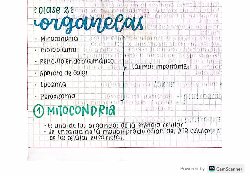 Eclase 29 by blog
•
organelas
Mitocondria D 0102191309199919LIDNON 92 of
cloroplasto 1904 pro 959 GÐ HÓD DINNEN
1900Divido 1970 NOK 1909
Ret
