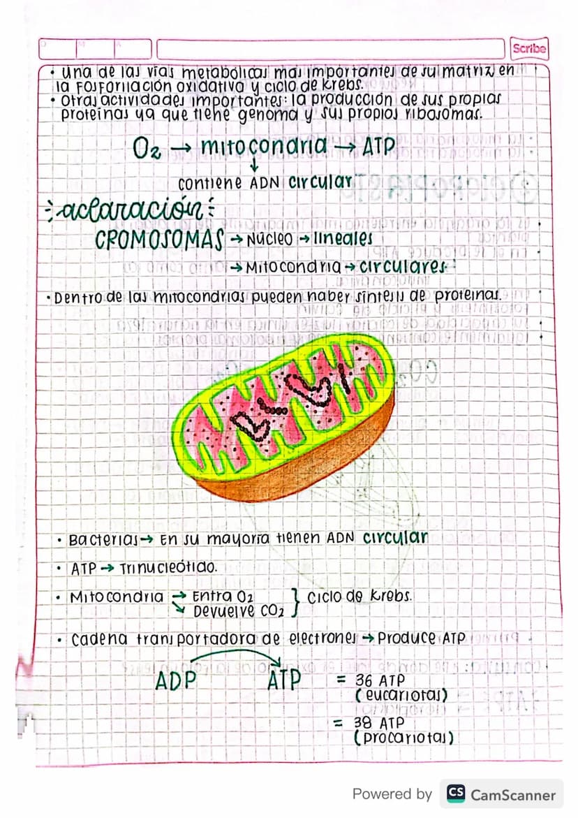 Eclase 29 by blog
•
organelas
Mitocondria D 0102191309199919LIDNON 92 of
cloroplasto 1904 pro 959 GÐ HÓD DINNEN
1900Divido 1970 NOK 1909
Ret