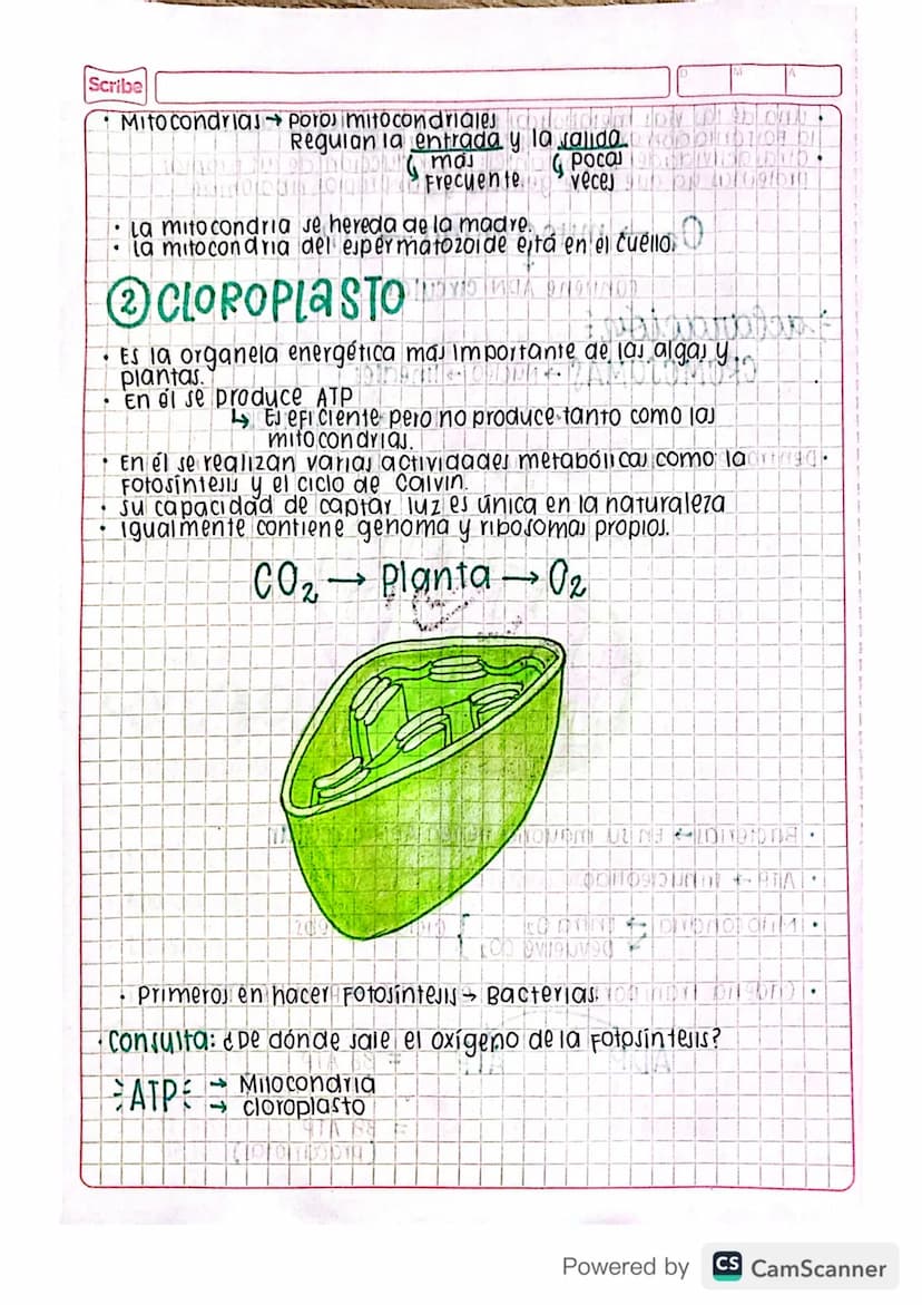 Eclase 29 by blog
•
organelas
Mitocondria D 0102191309199919LIDNON 92 of
cloroplasto 1904 pro 959 GÐ HÓD DINNEN
1900Divido 1970 NOK 1909
Ret