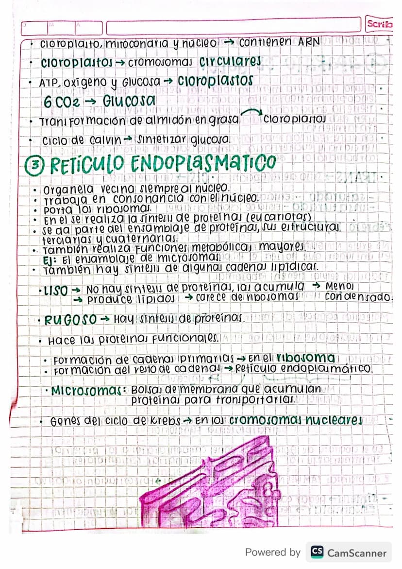 Eclase 29 by blog
•
organelas
Mitocondria D 0102191309199919LIDNON 92 of
cloroplasto 1904 pro 959 GÐ HÓD DINNEN
1900Divido 1970 NOK 1909
Ret