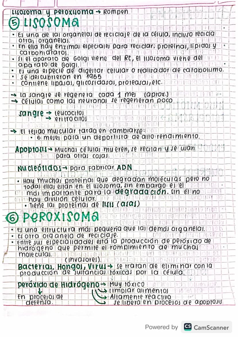 Eclase 29 by blog
•
organelas
Mitocondria D 0102191309199919LIDNON 92 of
cloroplasto 1904 pro 959 GÐ HÓD DINNEN
1900Divido 1970 NOK 1909
Ret