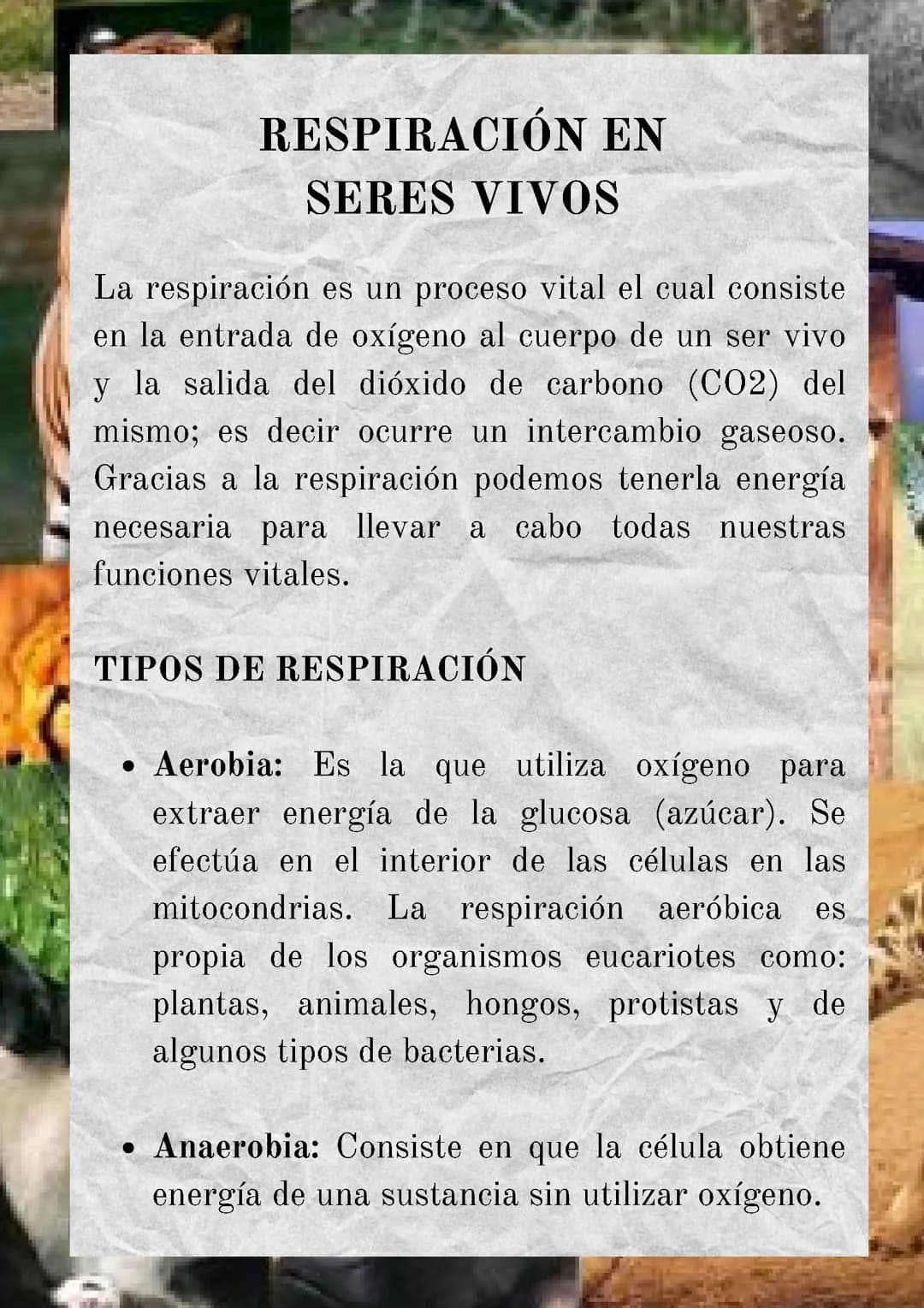Respiración en seres vivos